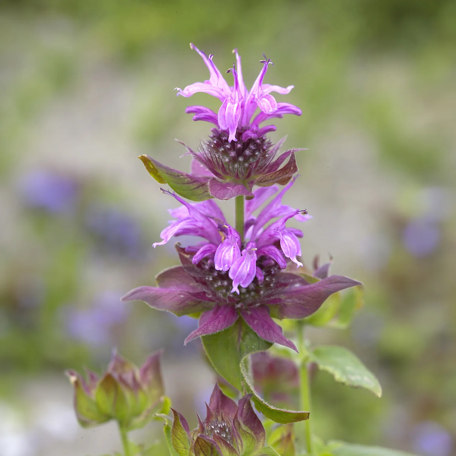 Miniatuur 2