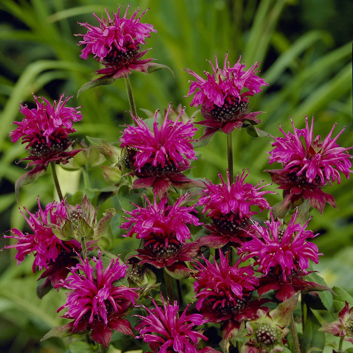 Miniatuur 2