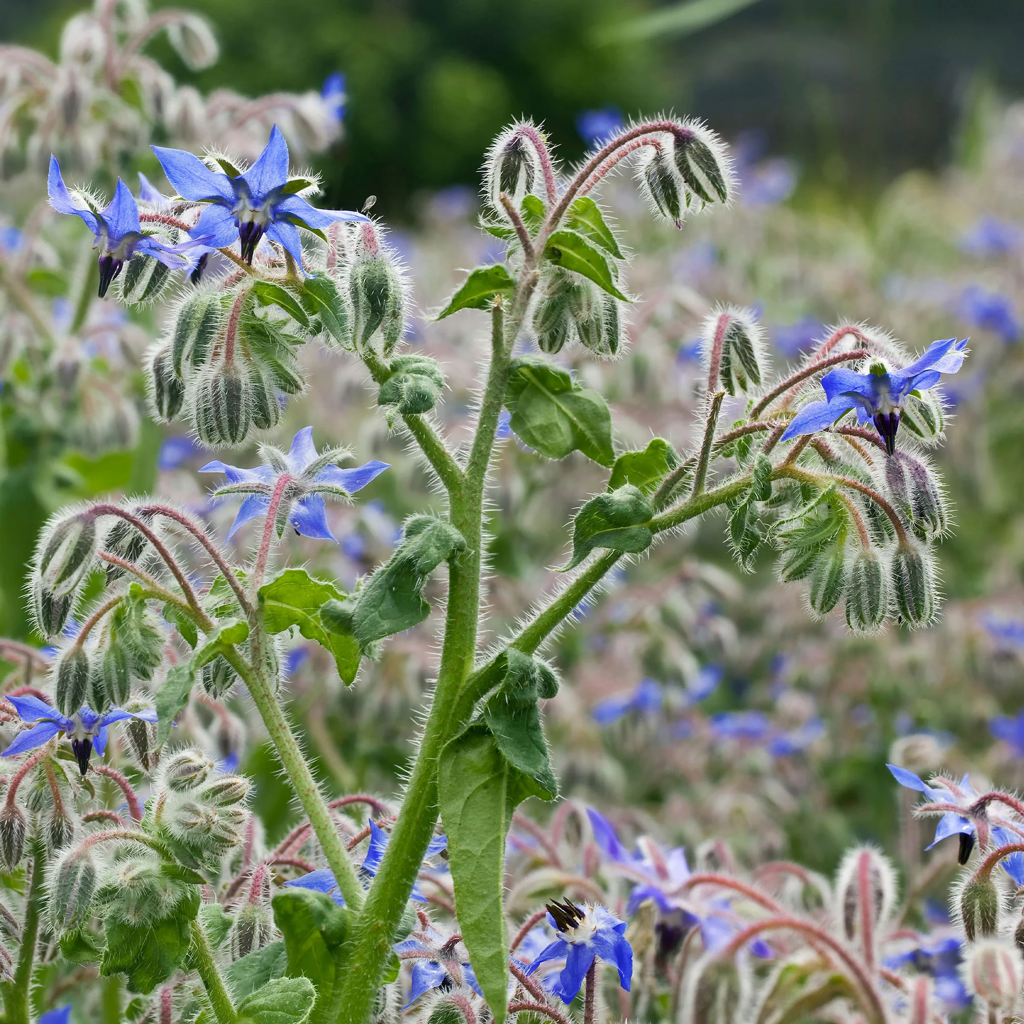 Miniatuur 1