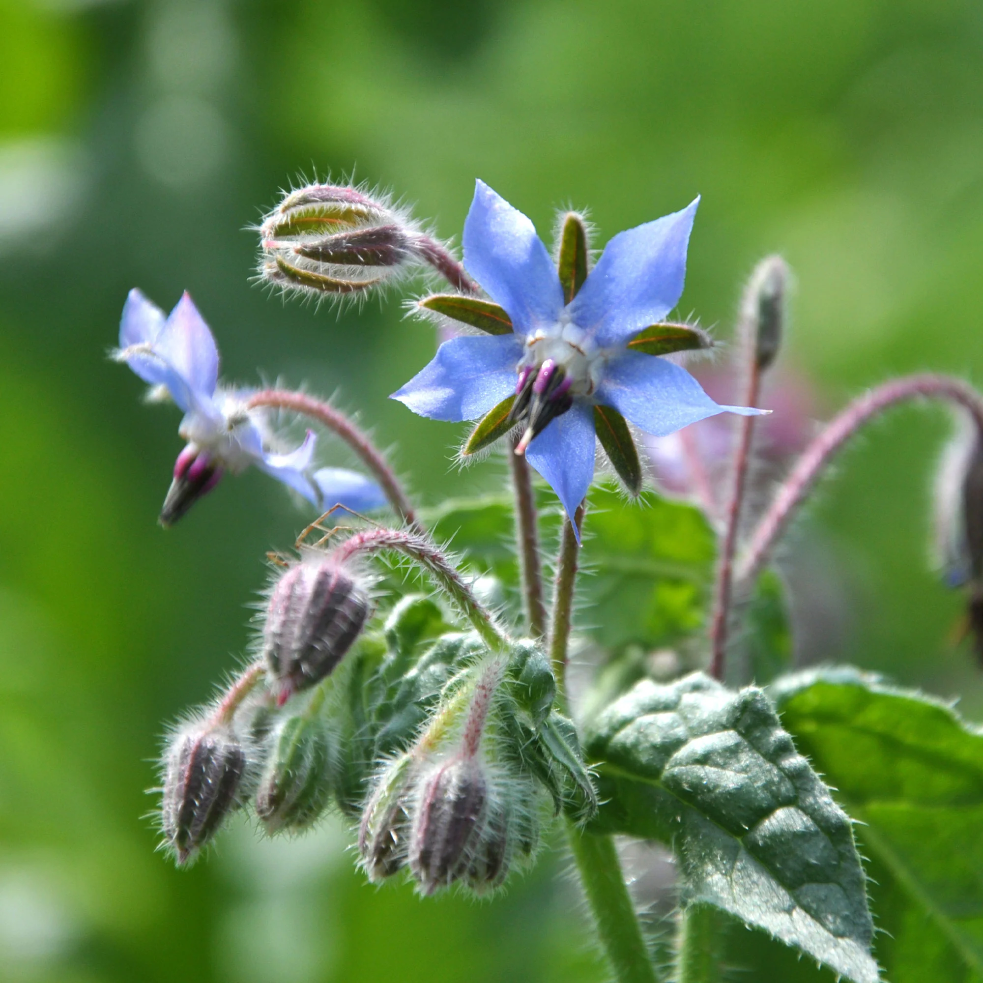 Miniatuur 2