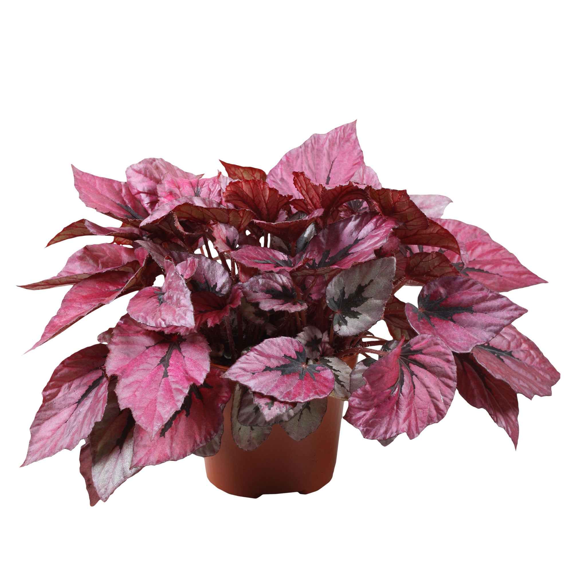 Miniatuur 1