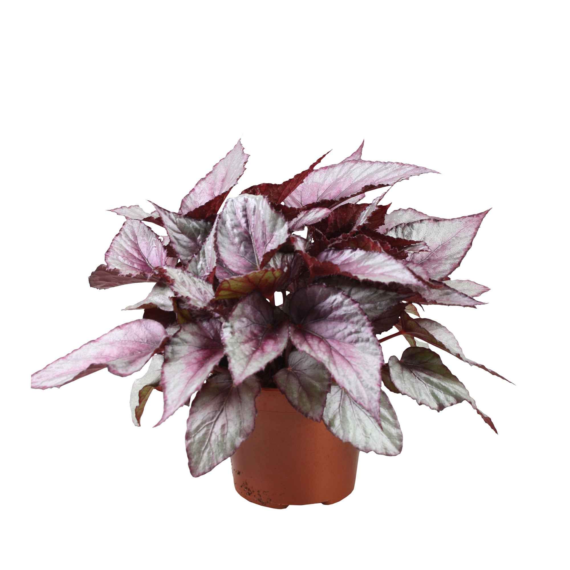 Miniatuur 1