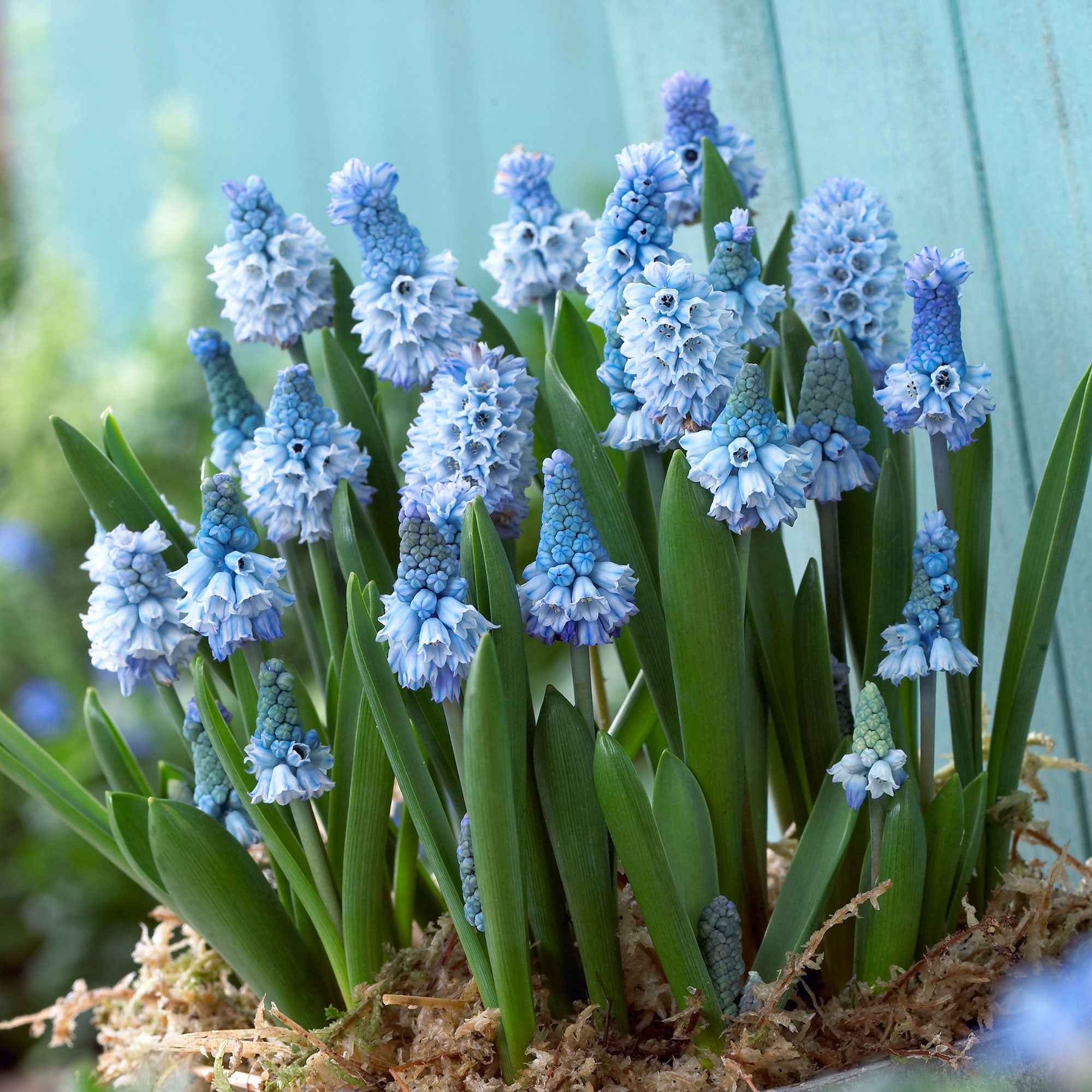 Miniatuur 2