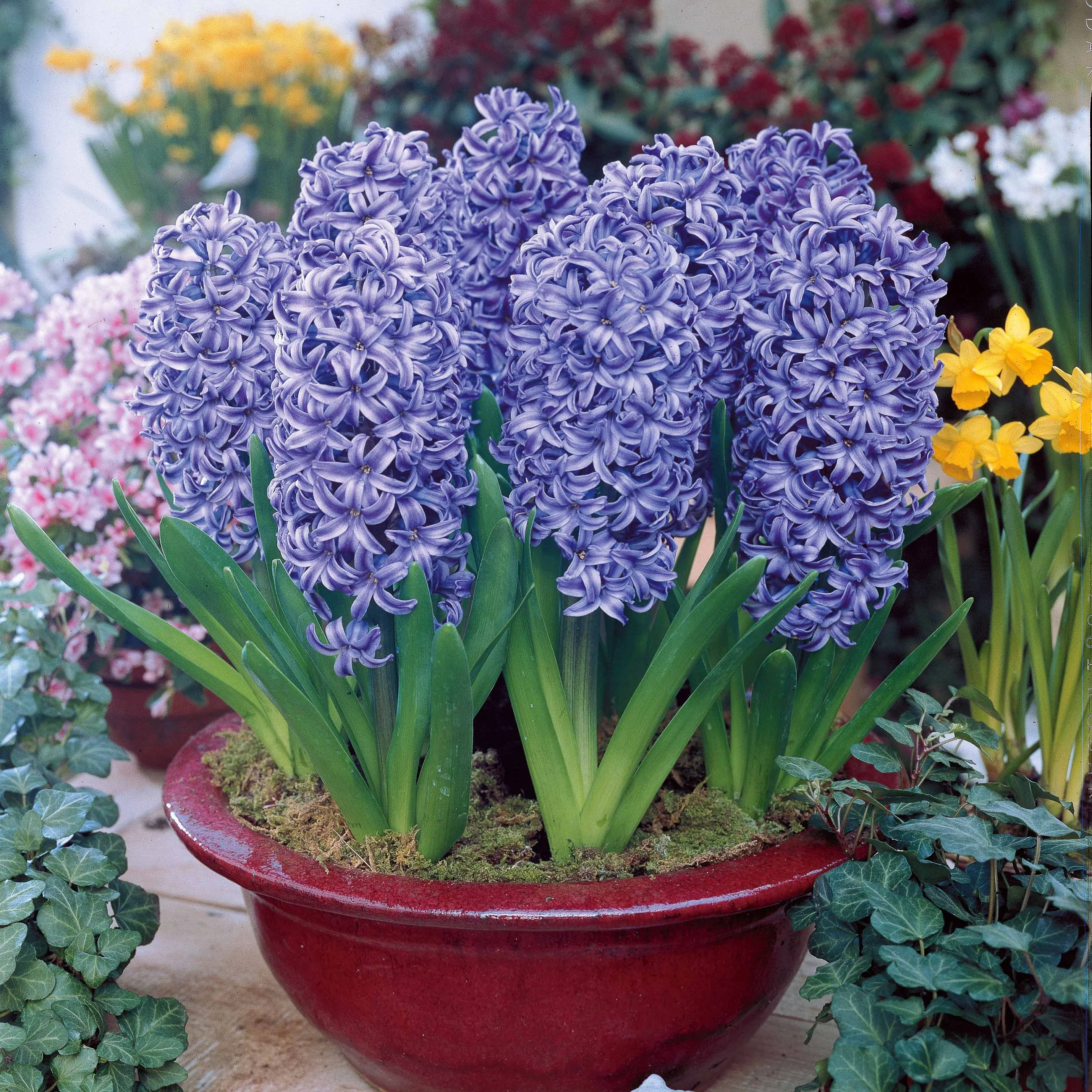 Miniatuur 1
