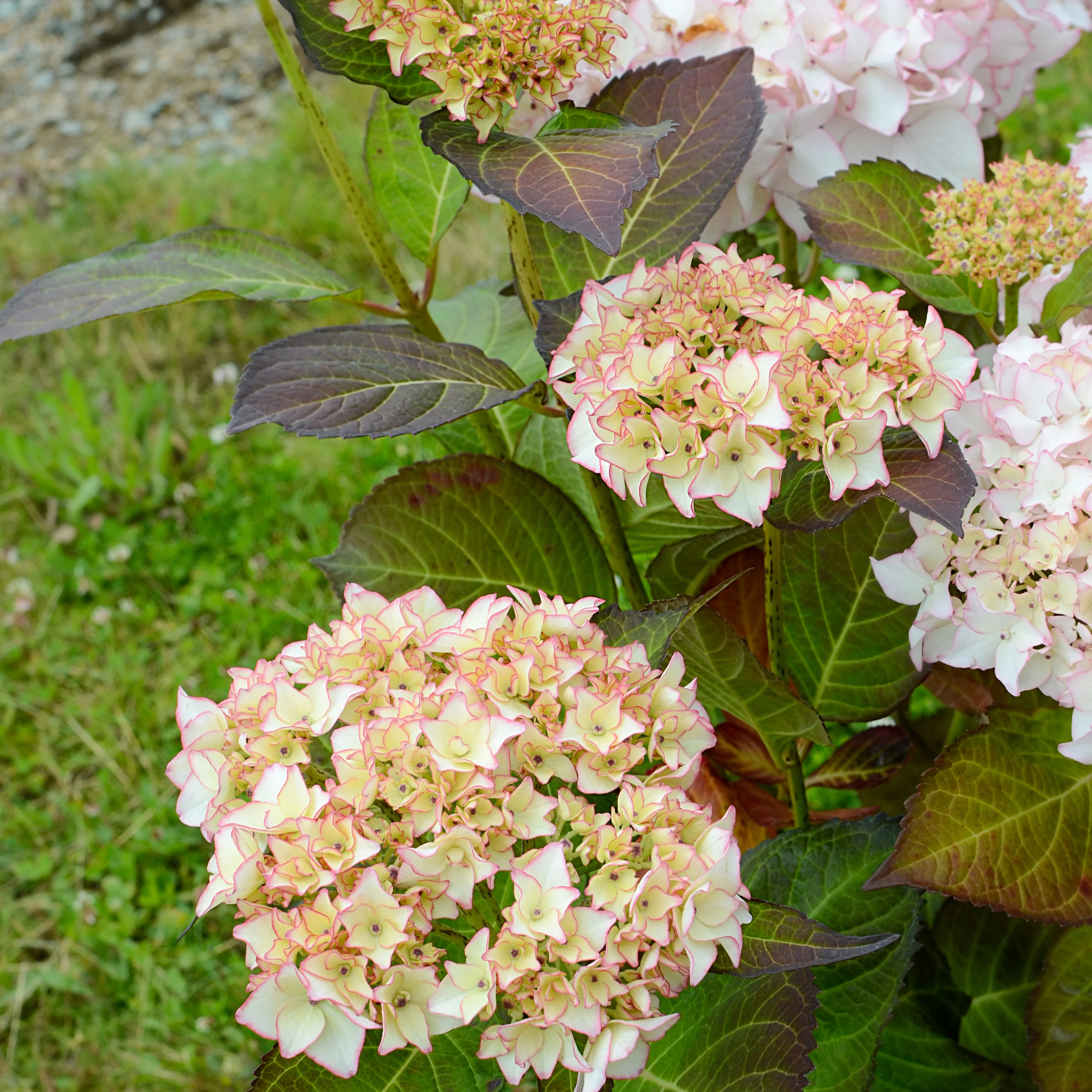 Miniatuur 1