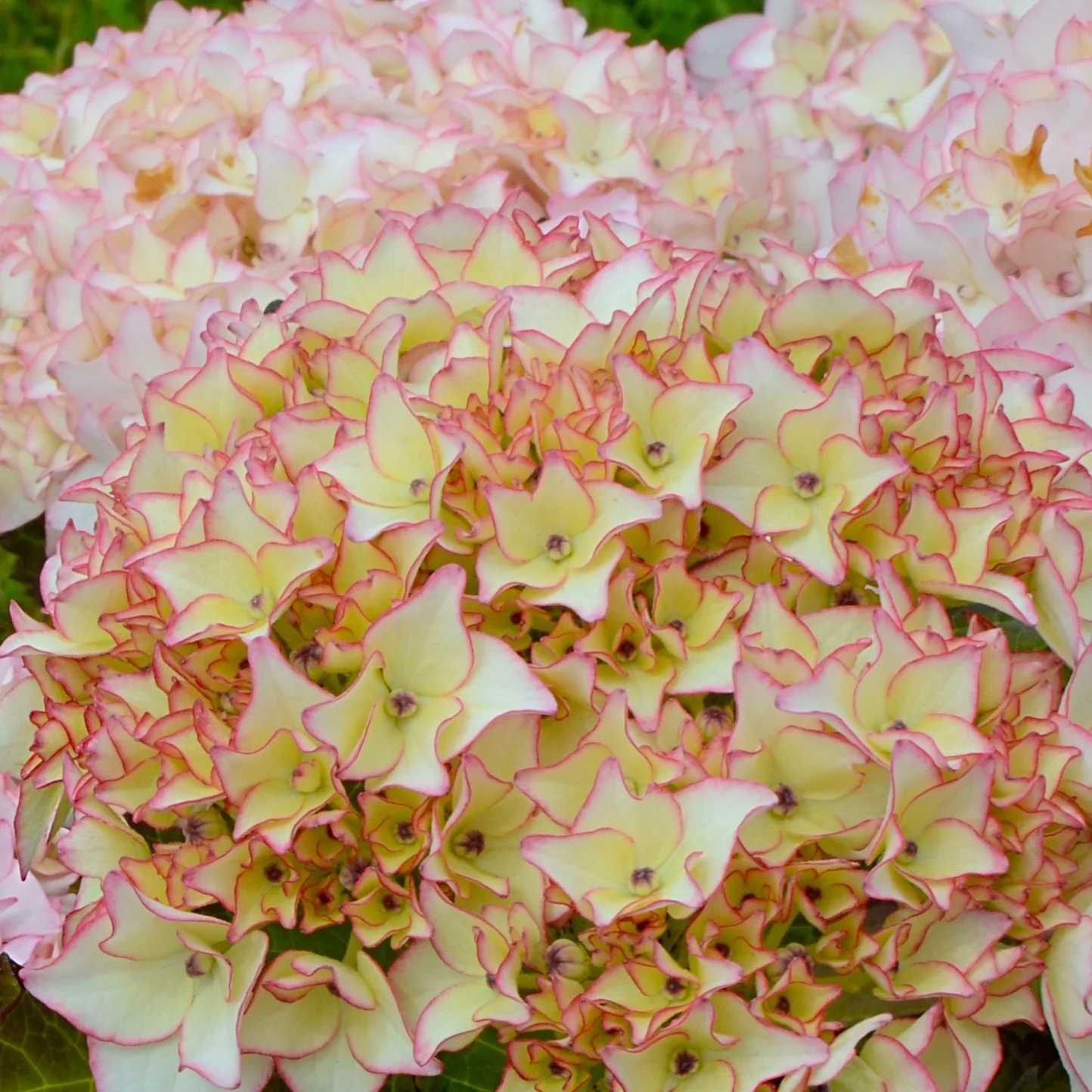Miniatuur 2