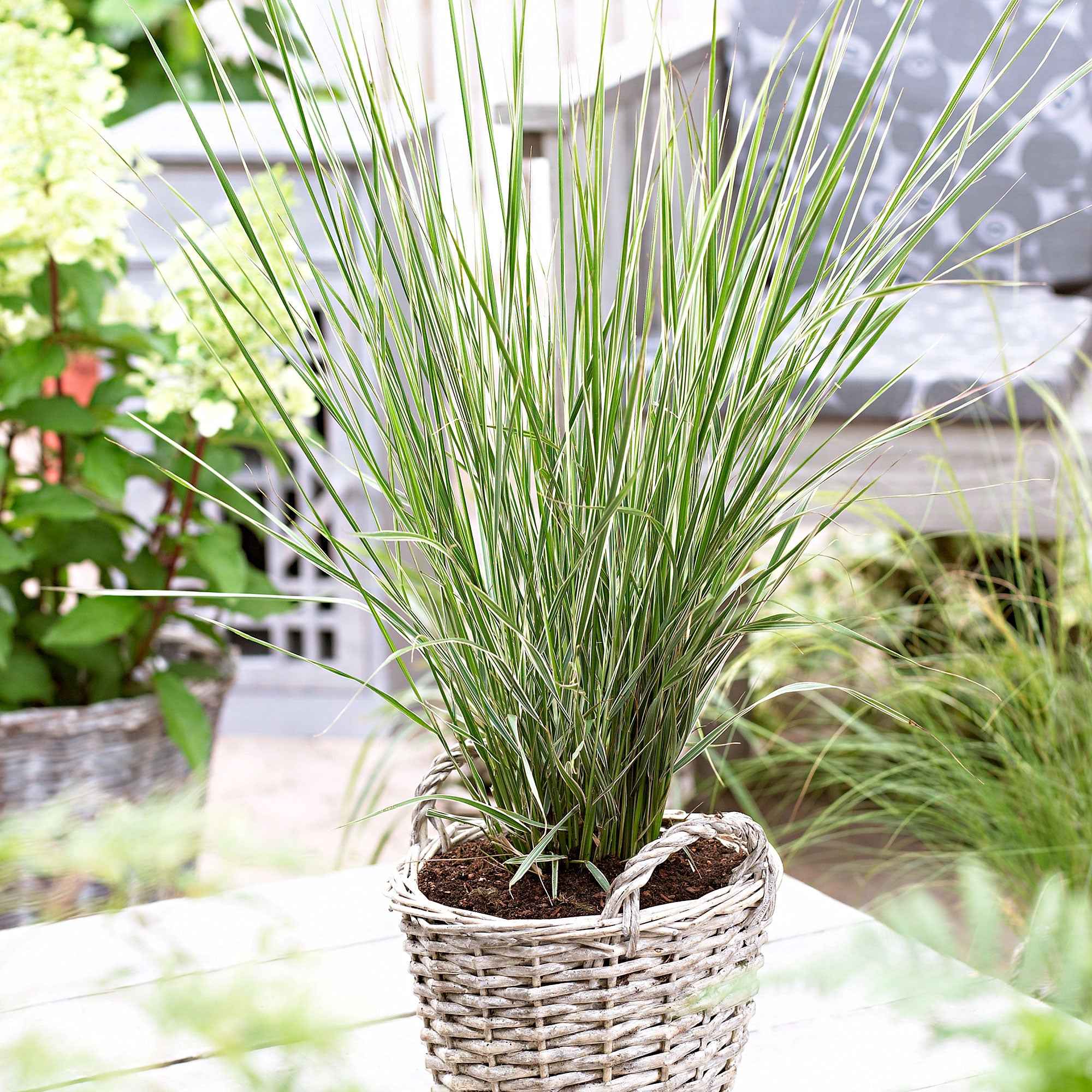 Miniatuur 1