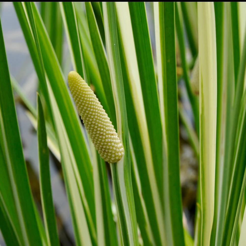 Miniatuur 2