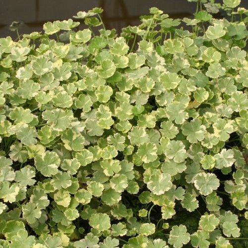Miniatuur 2