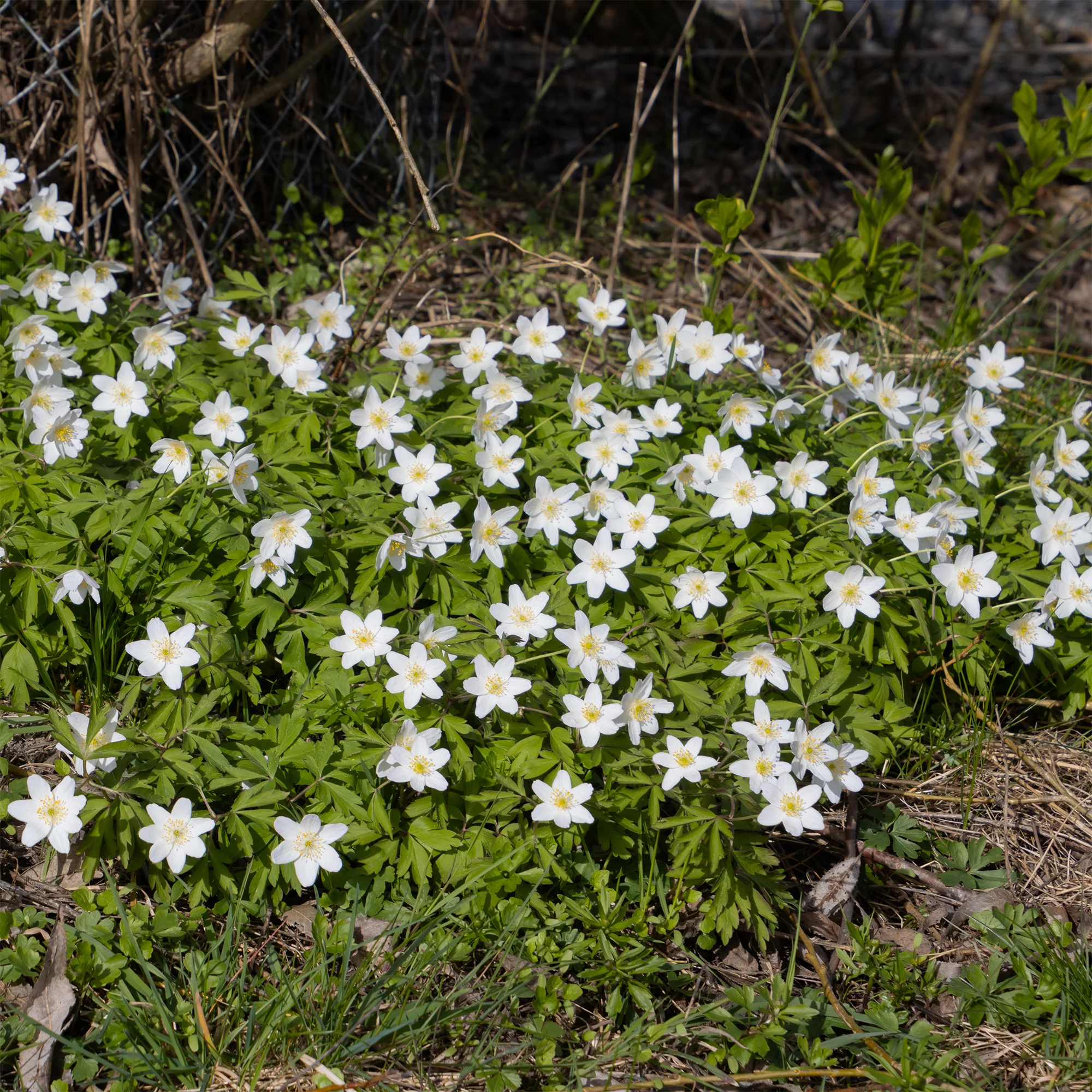 Miniatuur 2