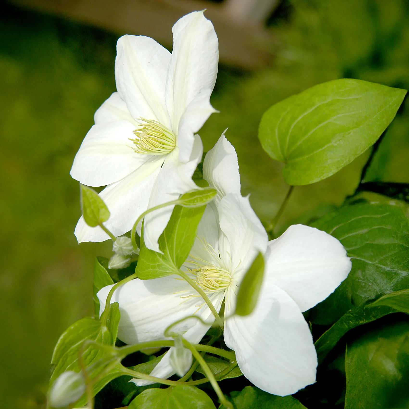 Miniatuur 1