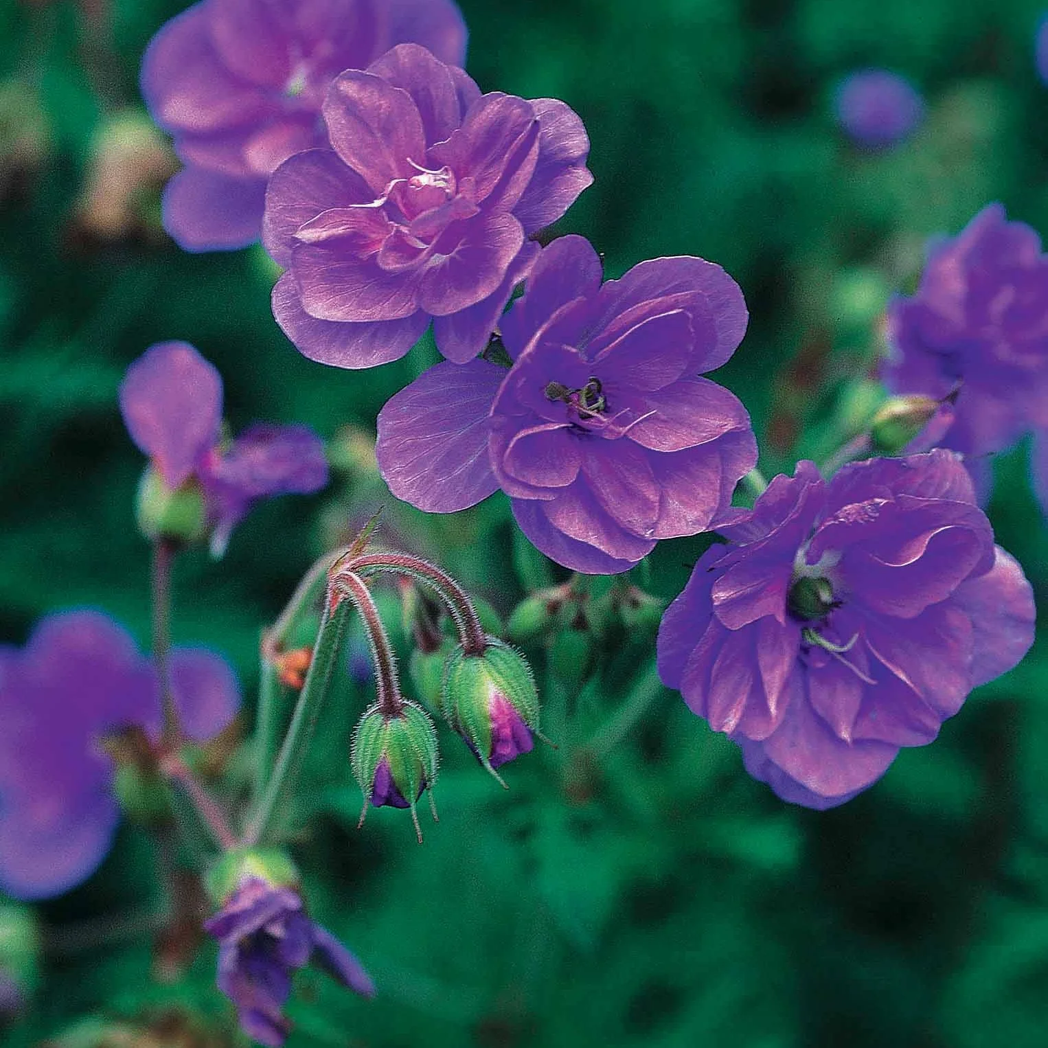 Miniatuur 2