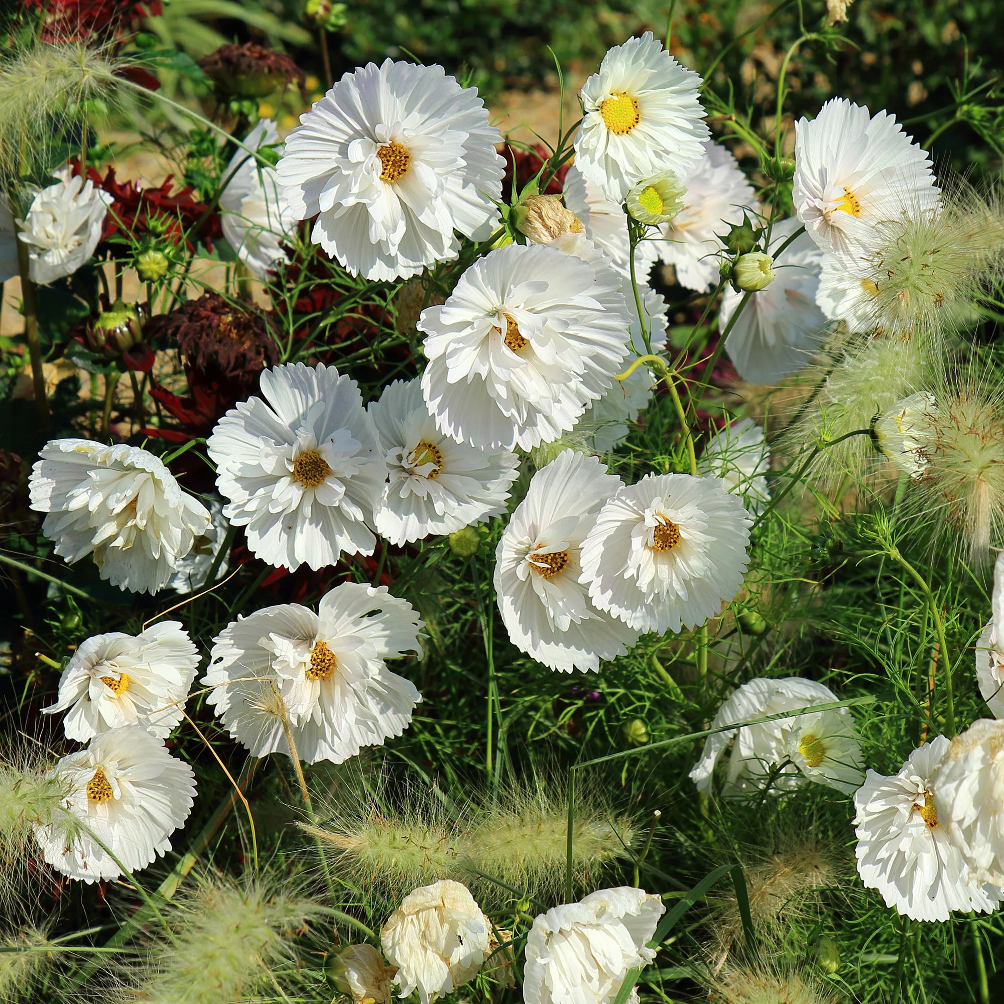 Miniatuur 1