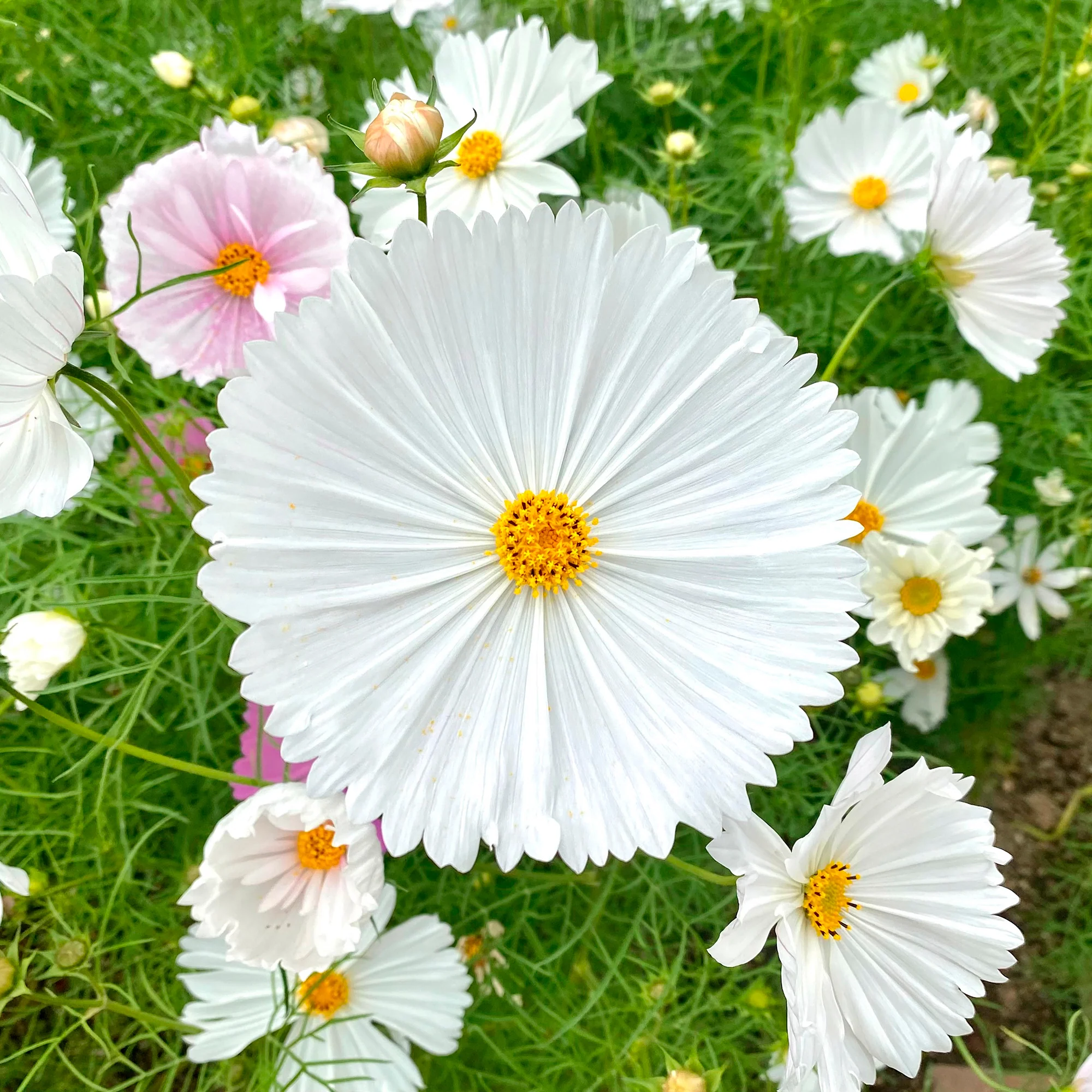 Miniatuur 2