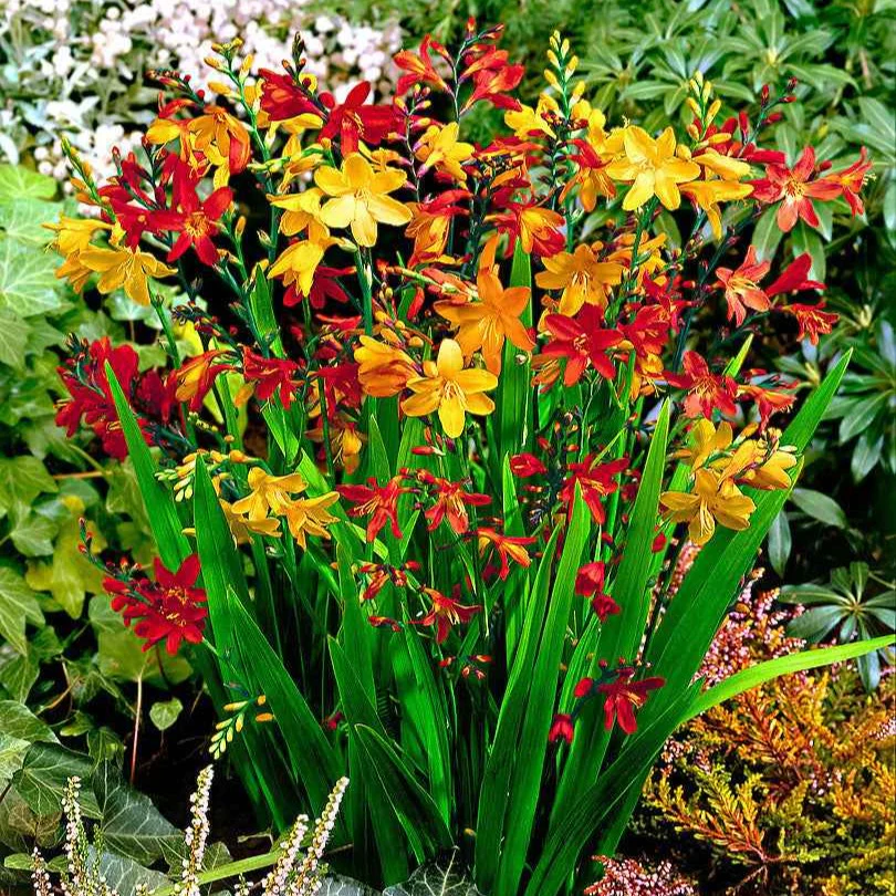 Miniatuur 2