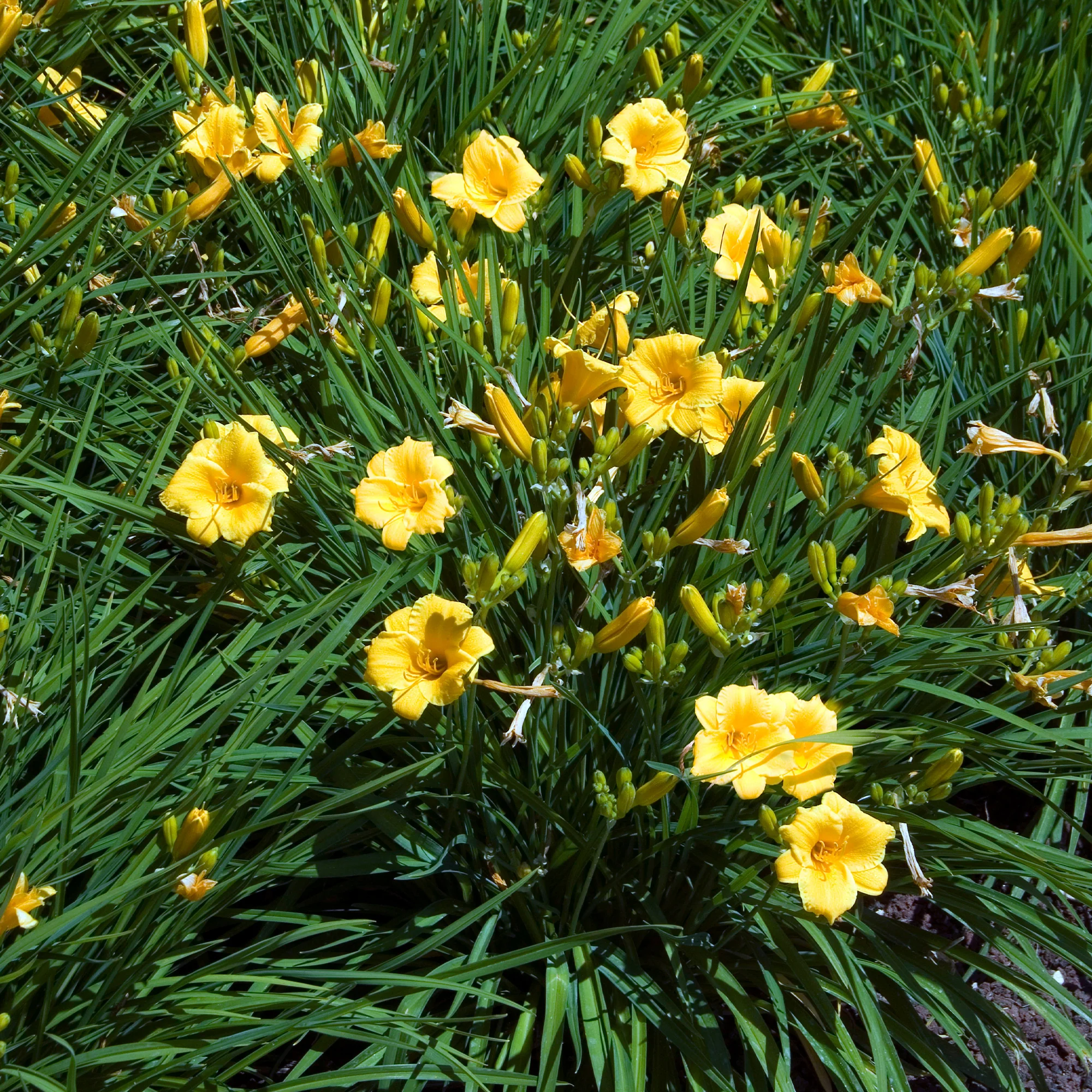 Miniatuur 1