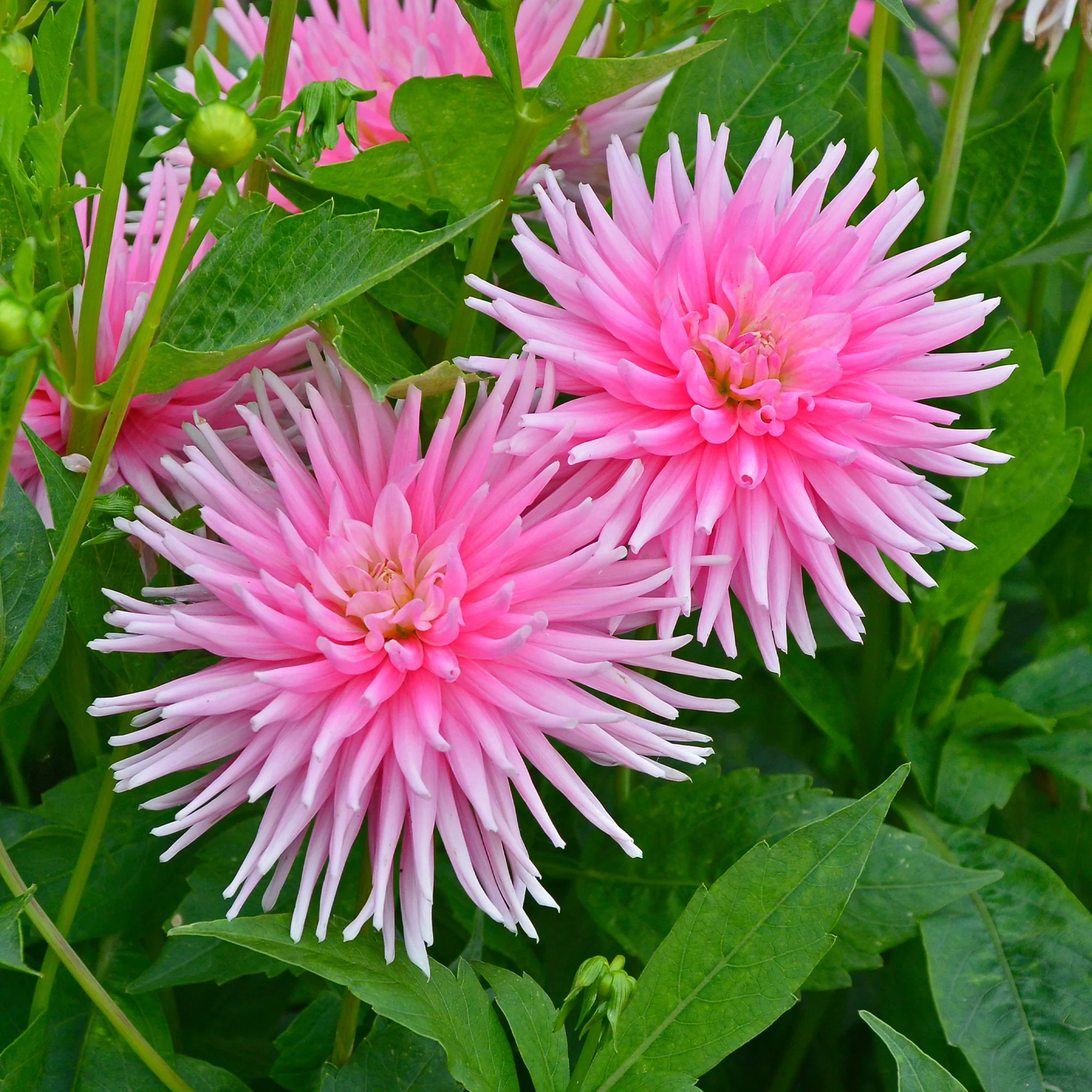Miniatuur 2