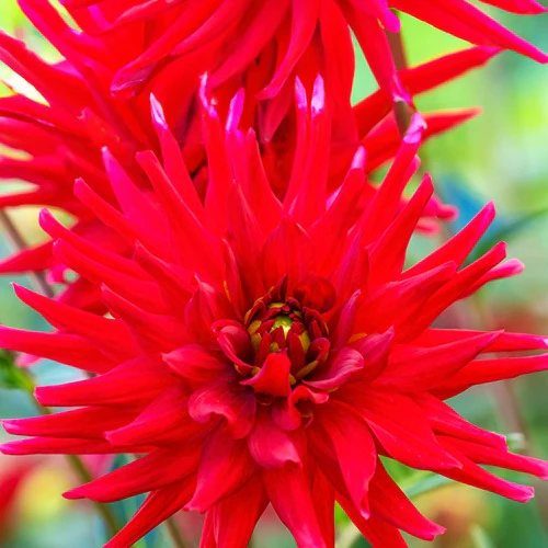 Miniatuur 1
