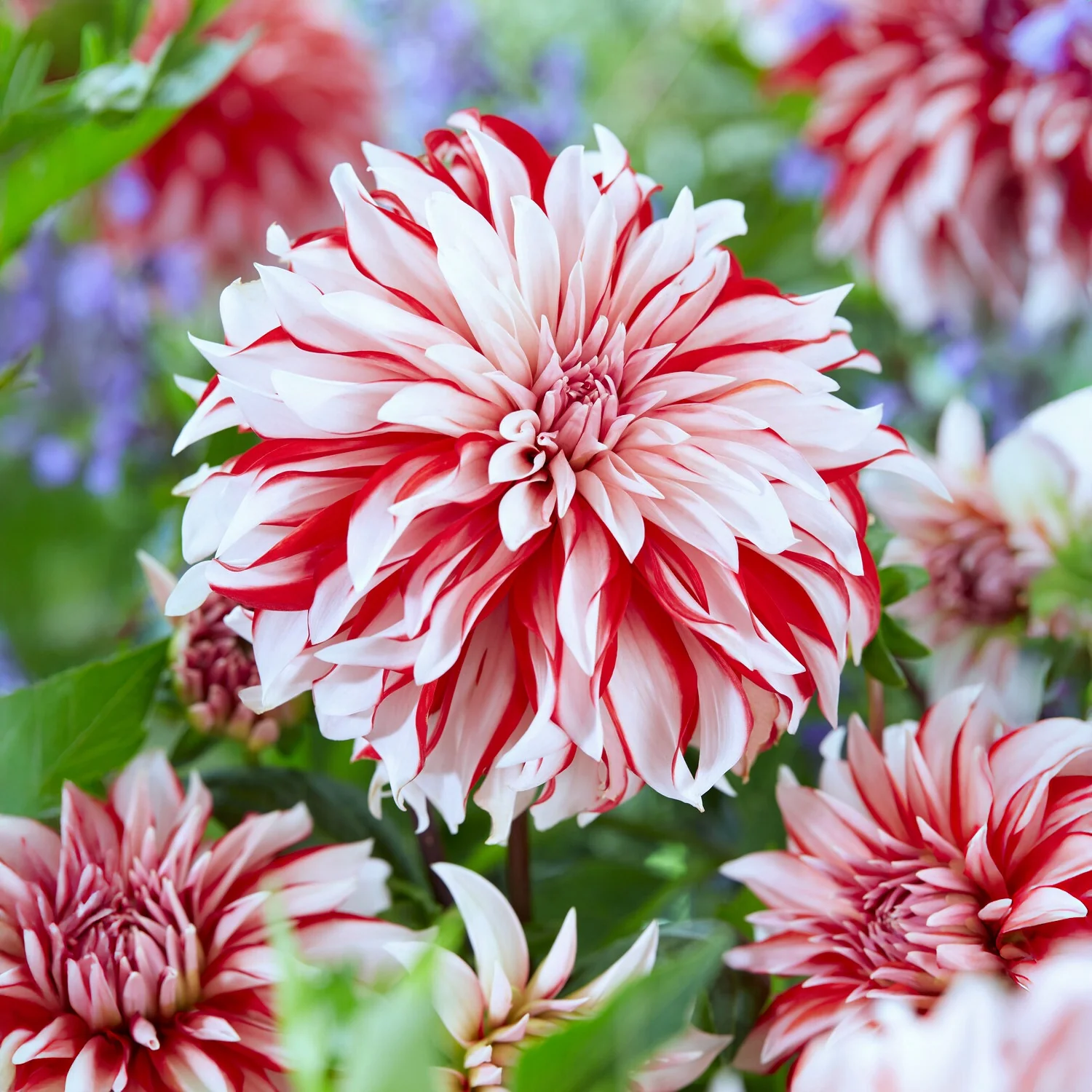 Miniatuur 1