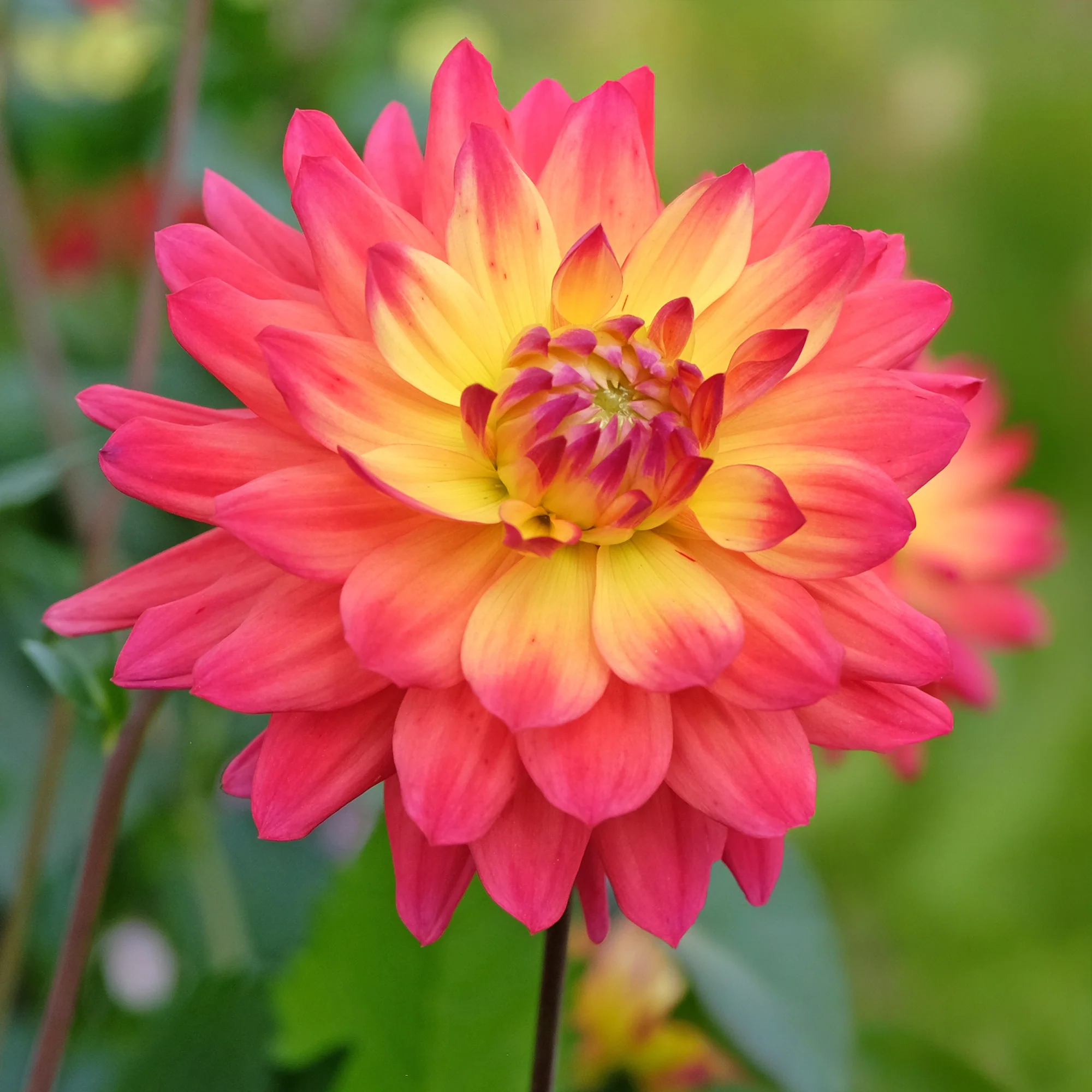 Miniatuur 1