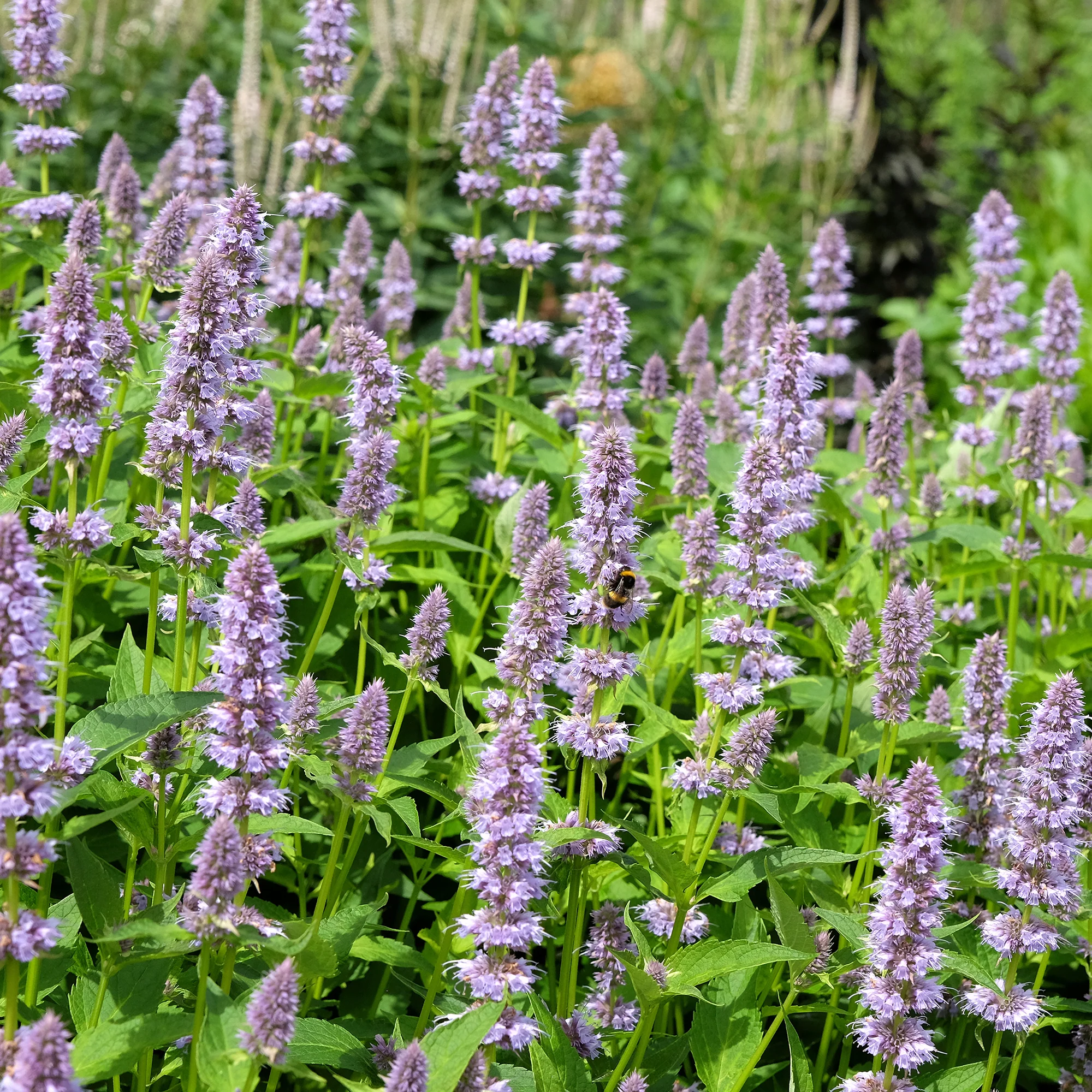 Miniatuur 2