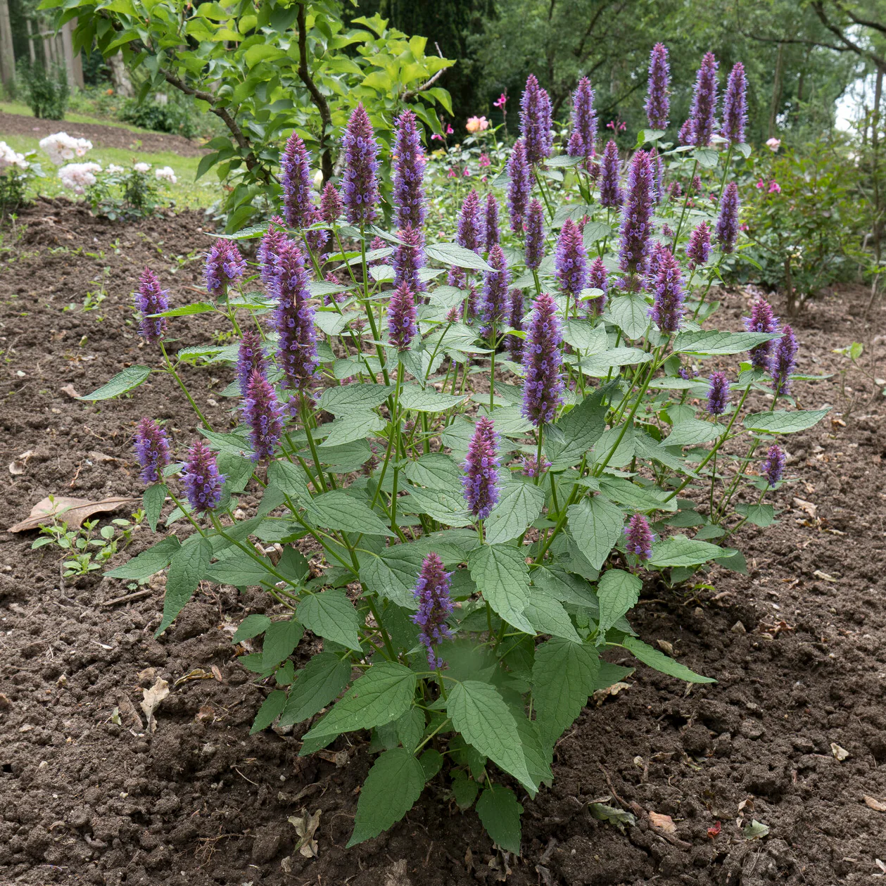 Miniatuur 2