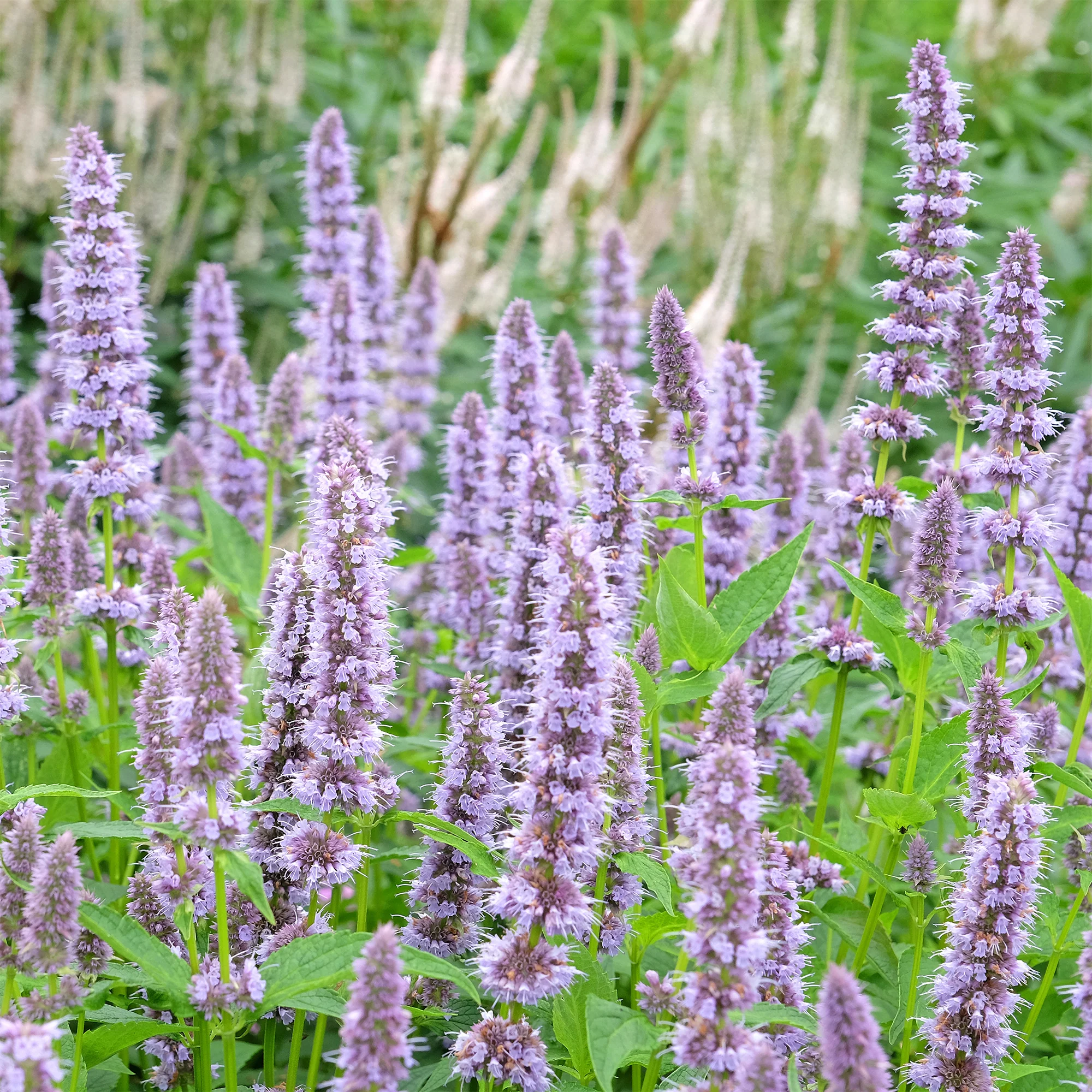 Miniatuur 2