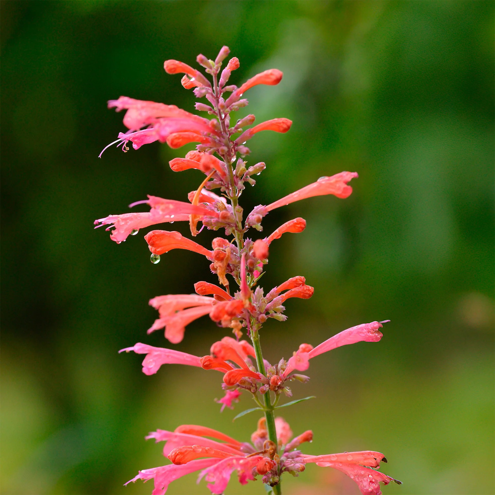 Miniatuur 2