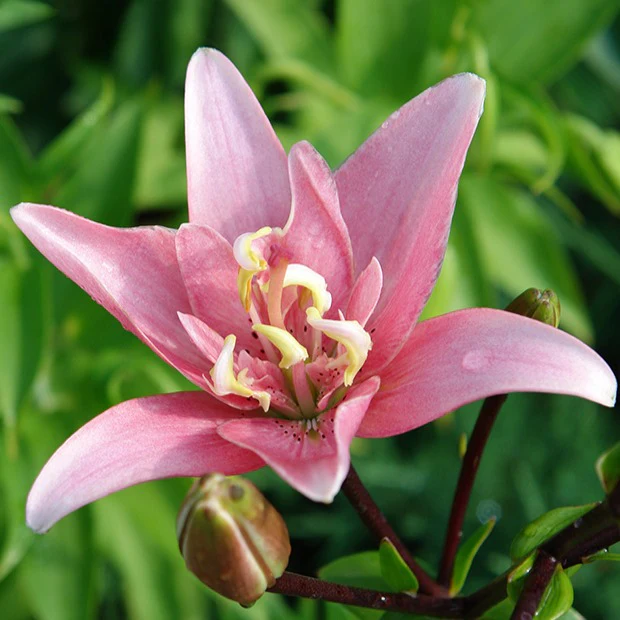 Miniatuur 2