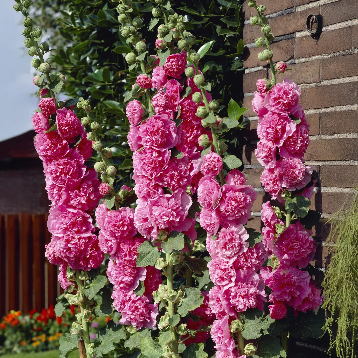 Miniatuur 1