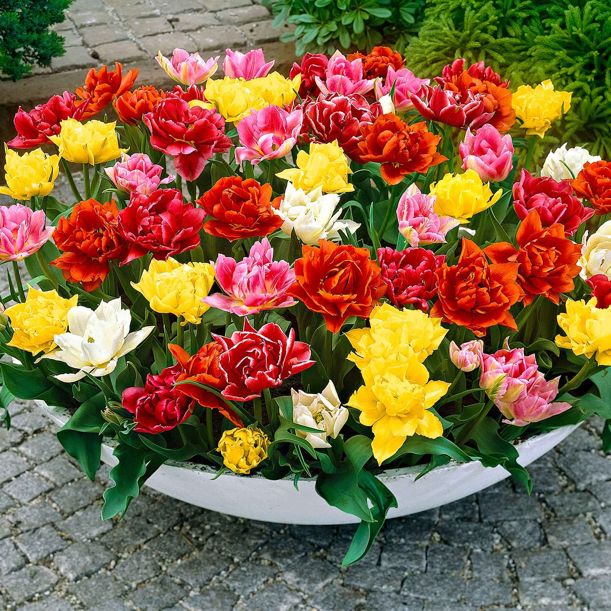 Miniatuur 1
