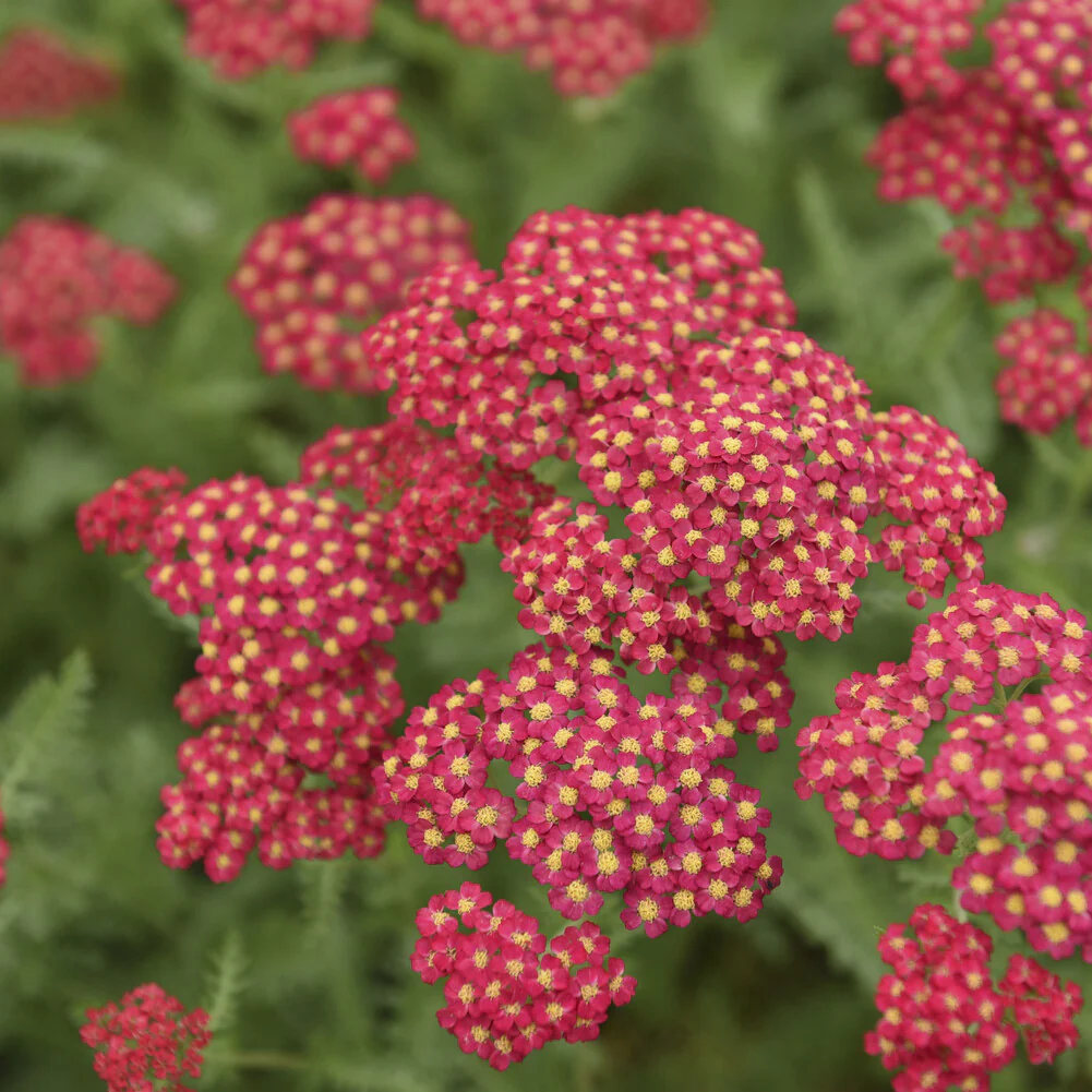 Miniatuur 2