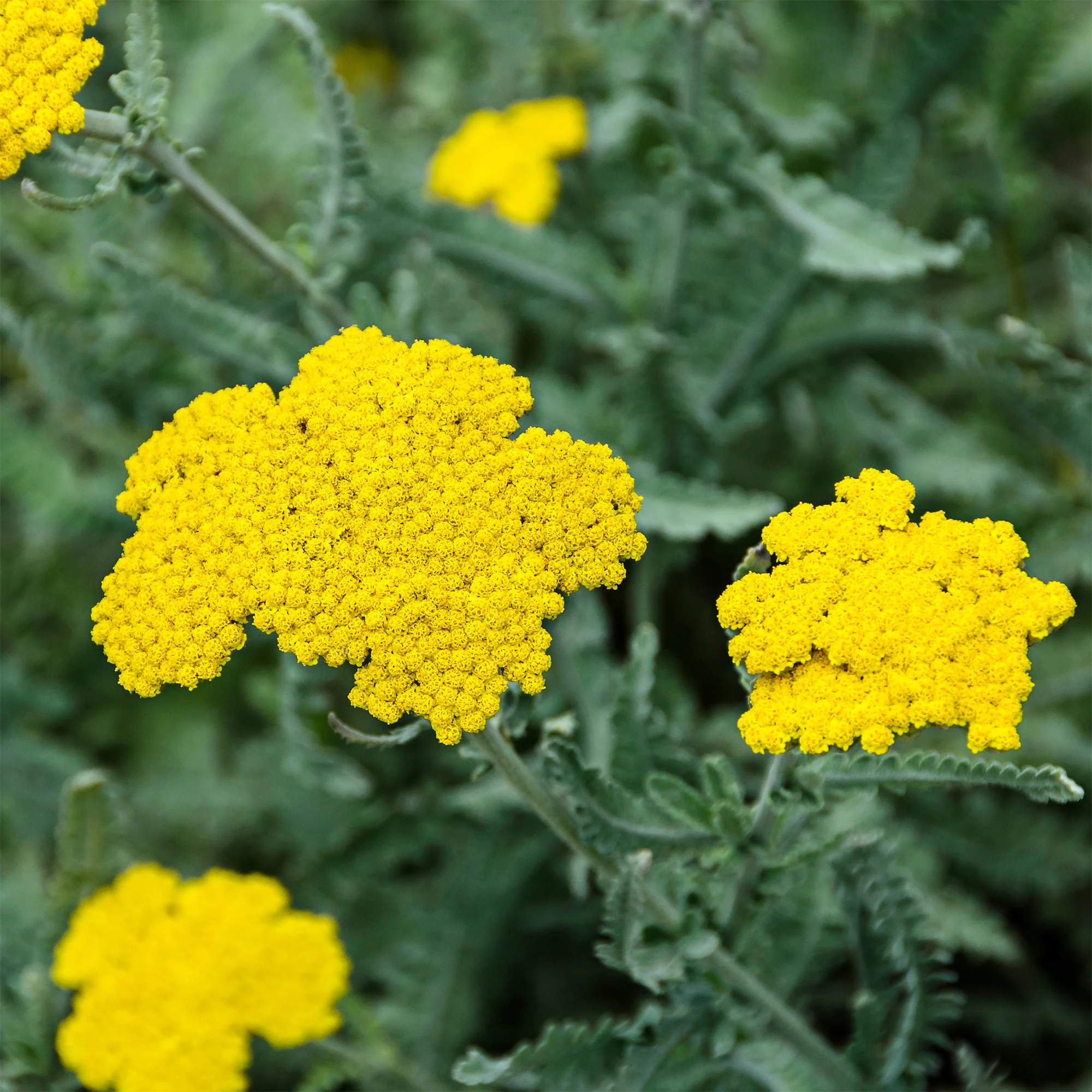 Miniatuur 2