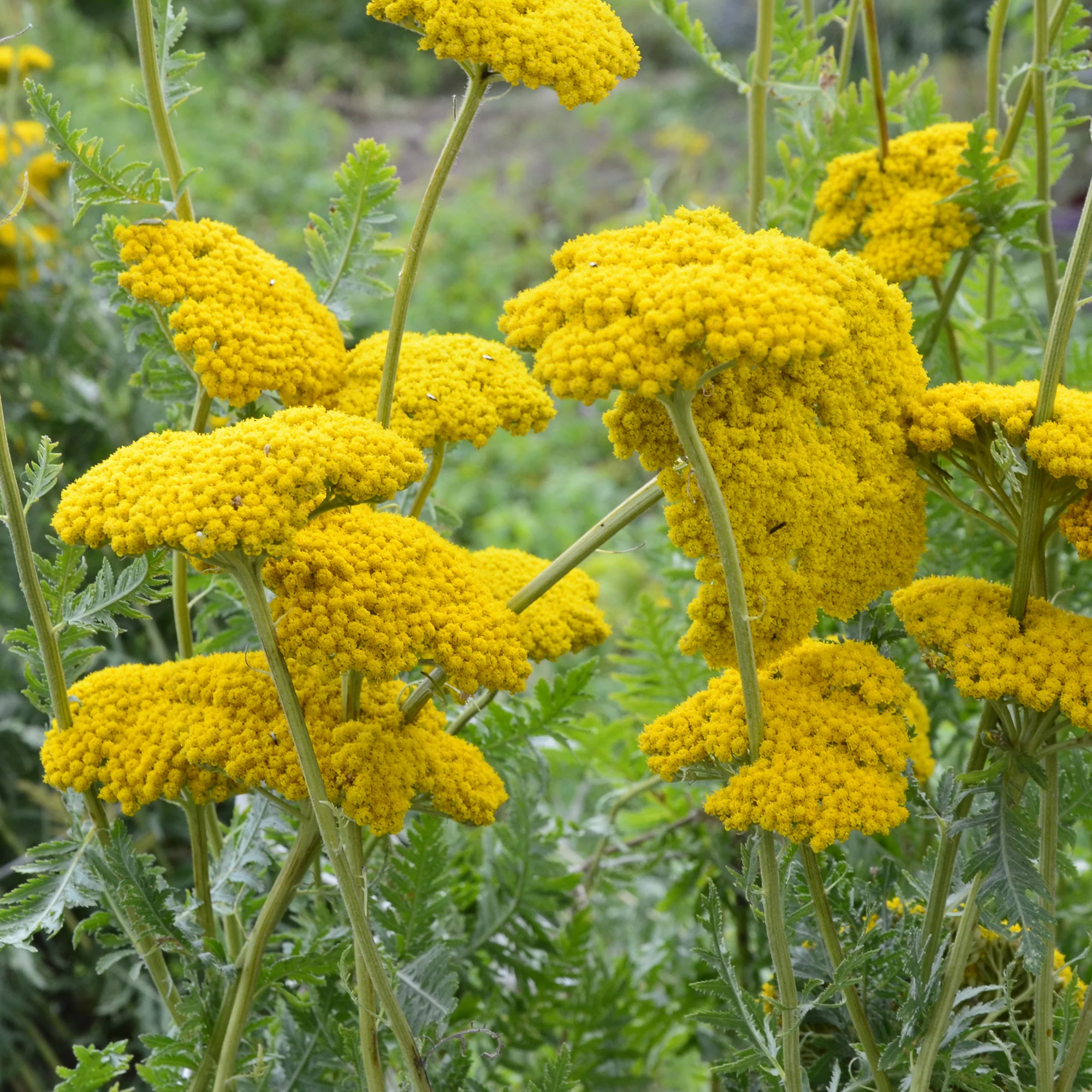 Miniatuur 2