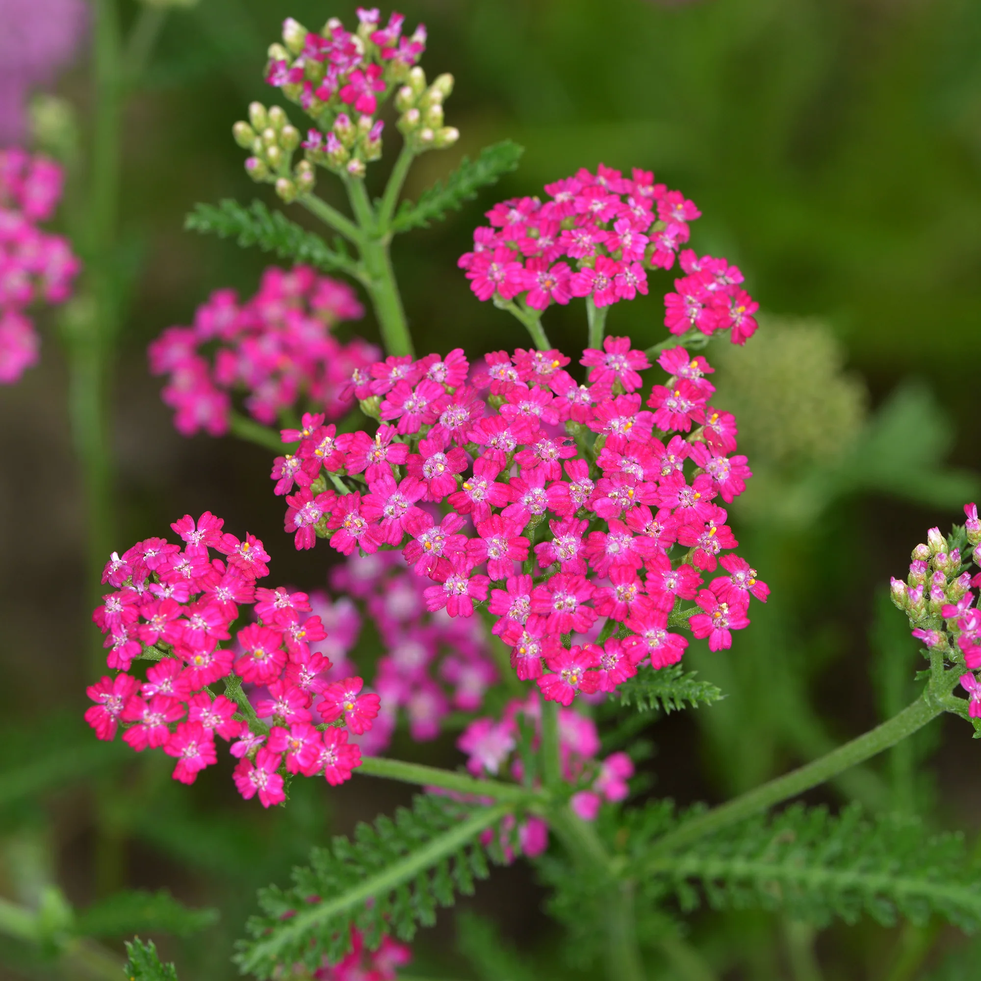 Miniatuur 2