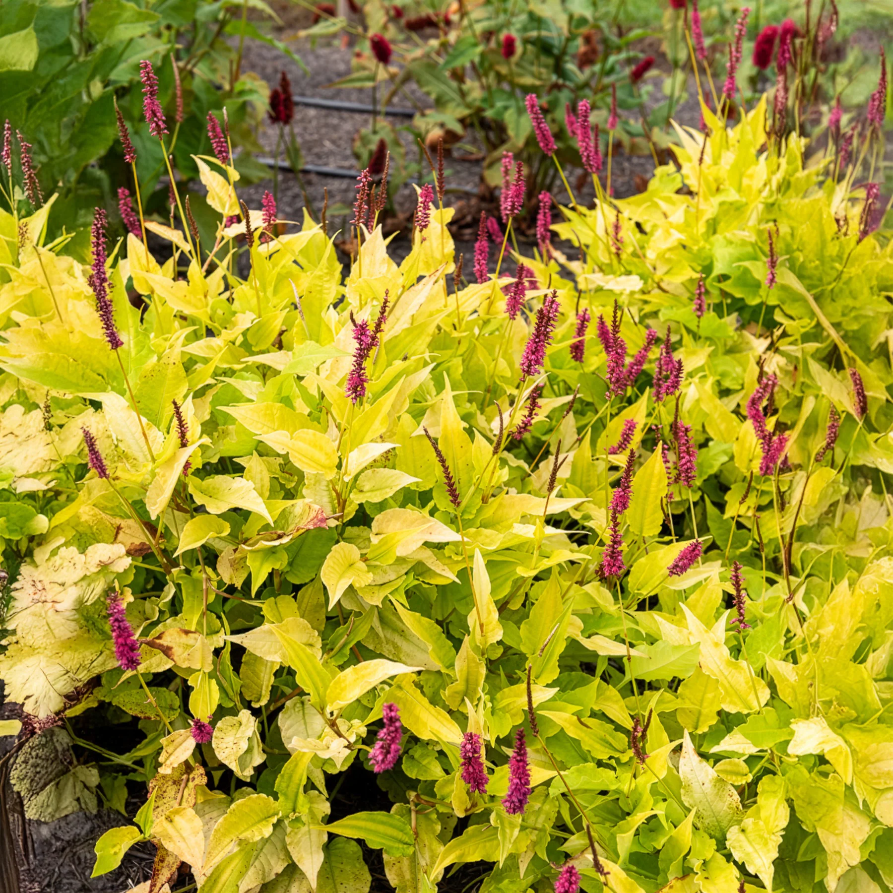 Miniatuur 2