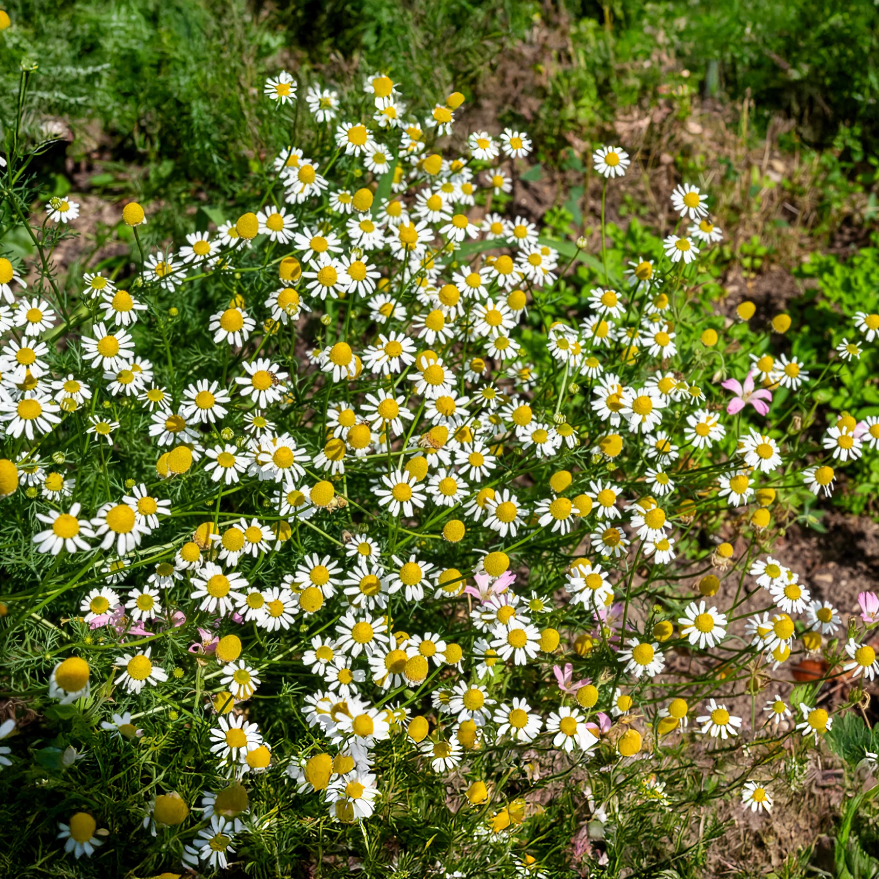 Miniatuur 2