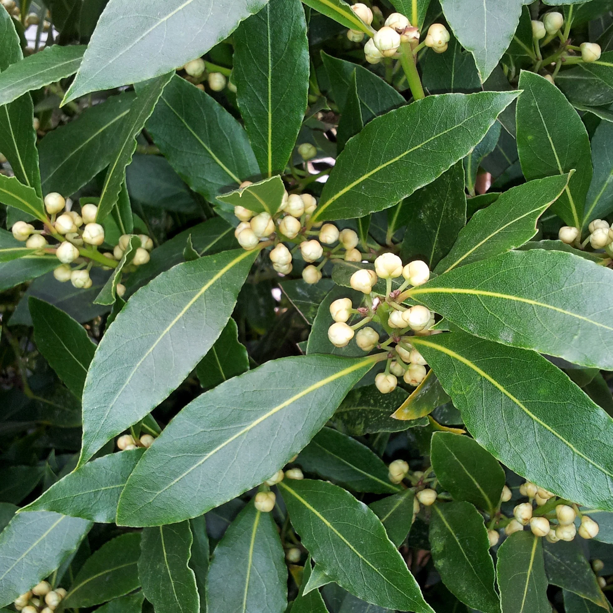 Miniatuur 2