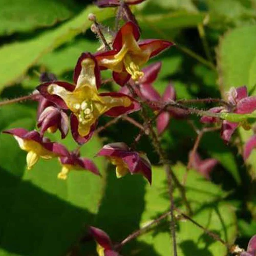 Miniatuur 1