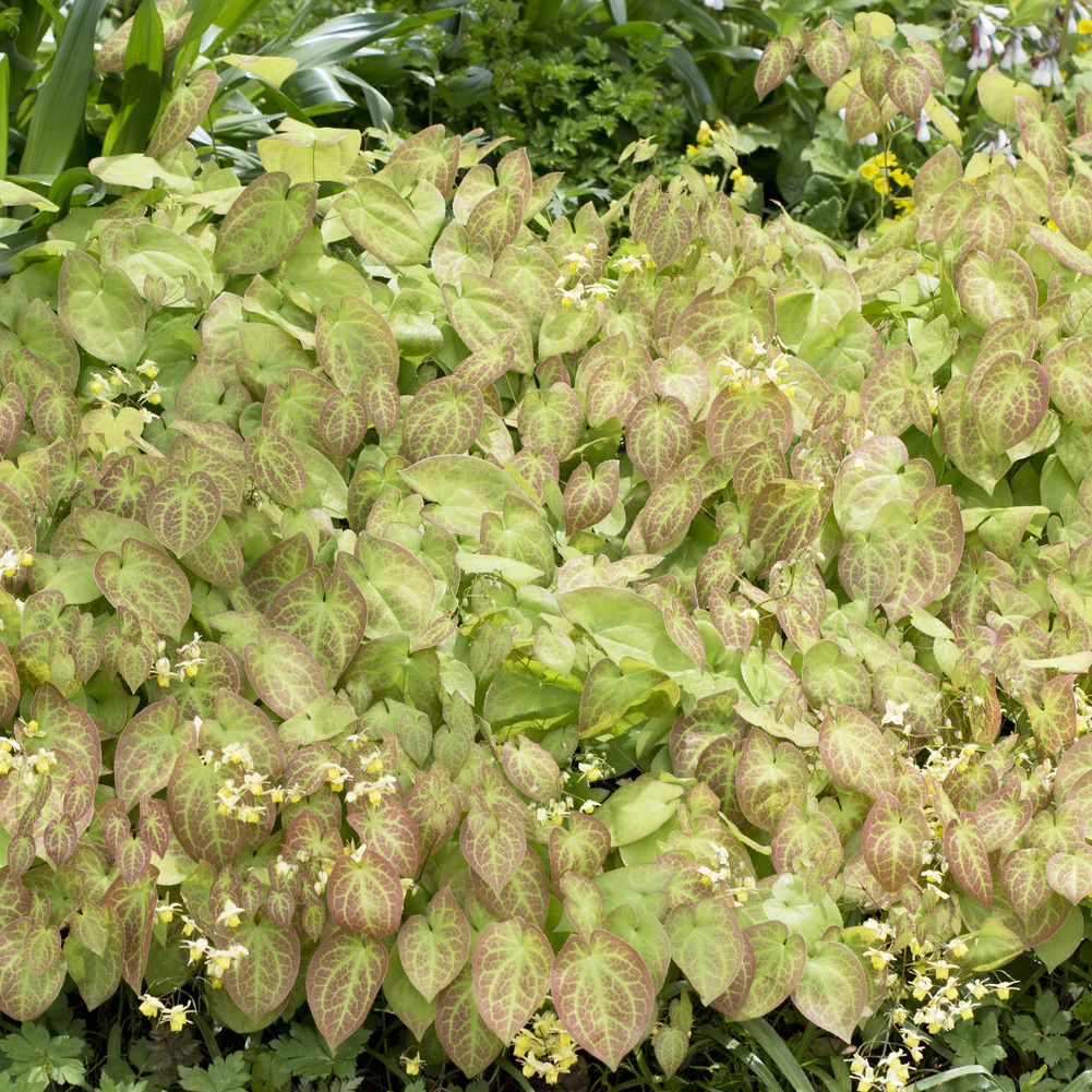 Miniatuur 2