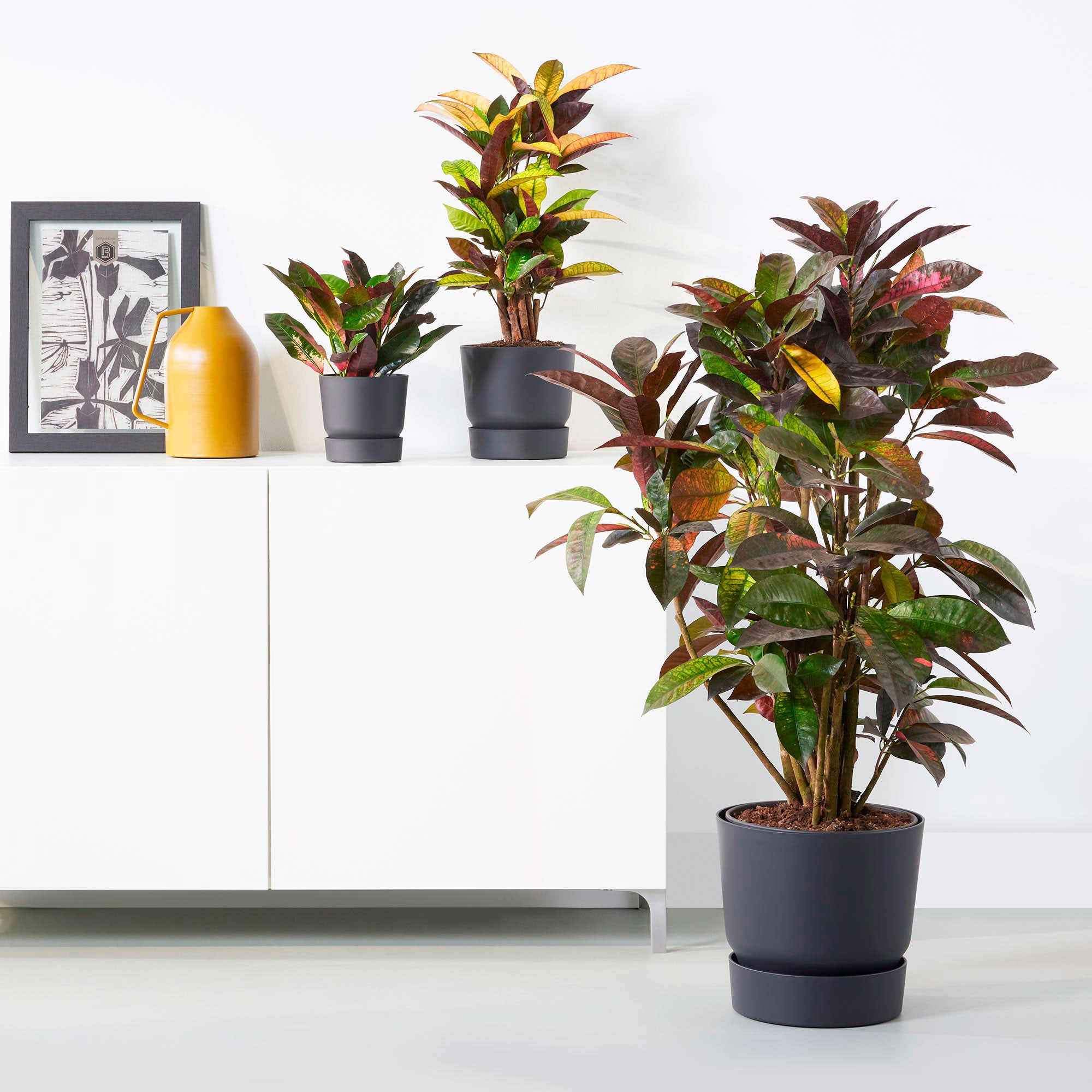 Miniatuur 1