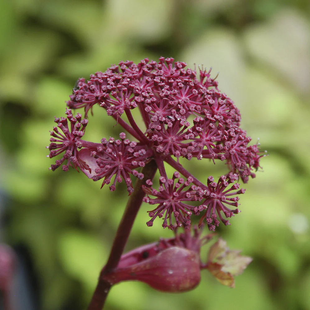 Miniatuur 2