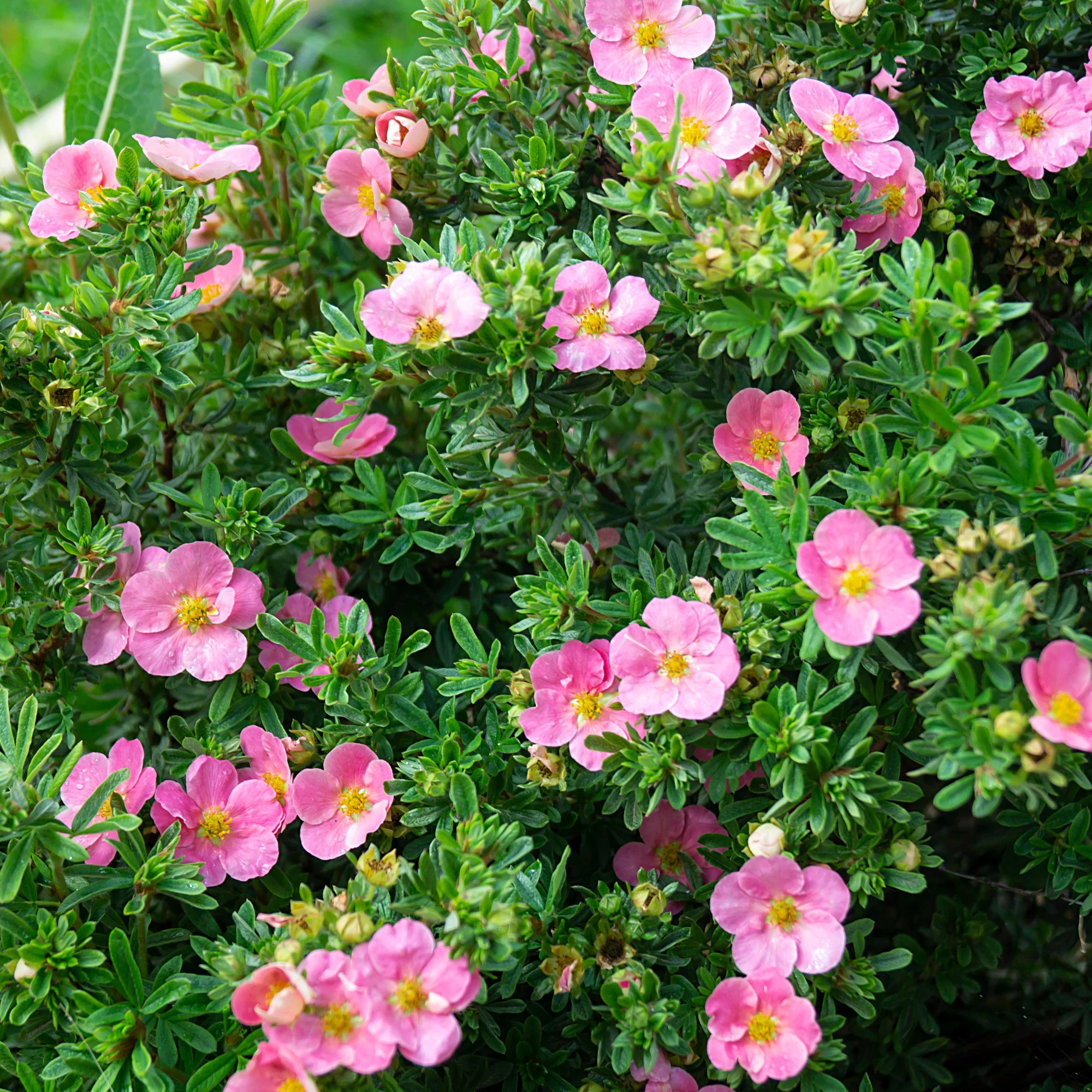 Miniatuur 2