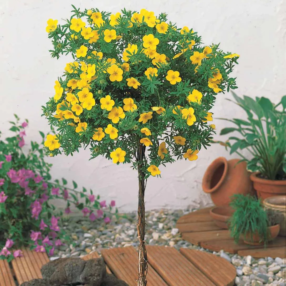 Miniatuur 2