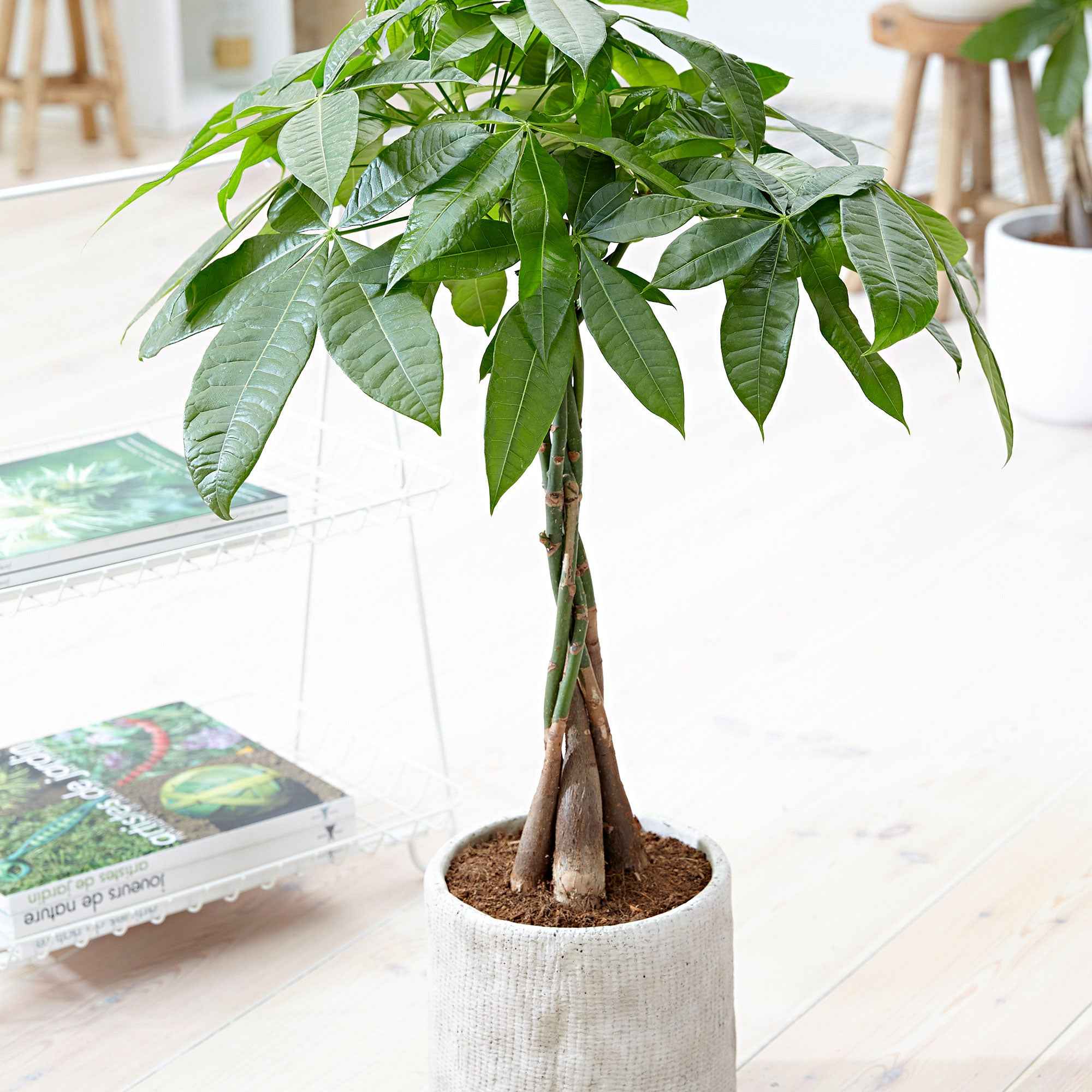 Miniatuur 1