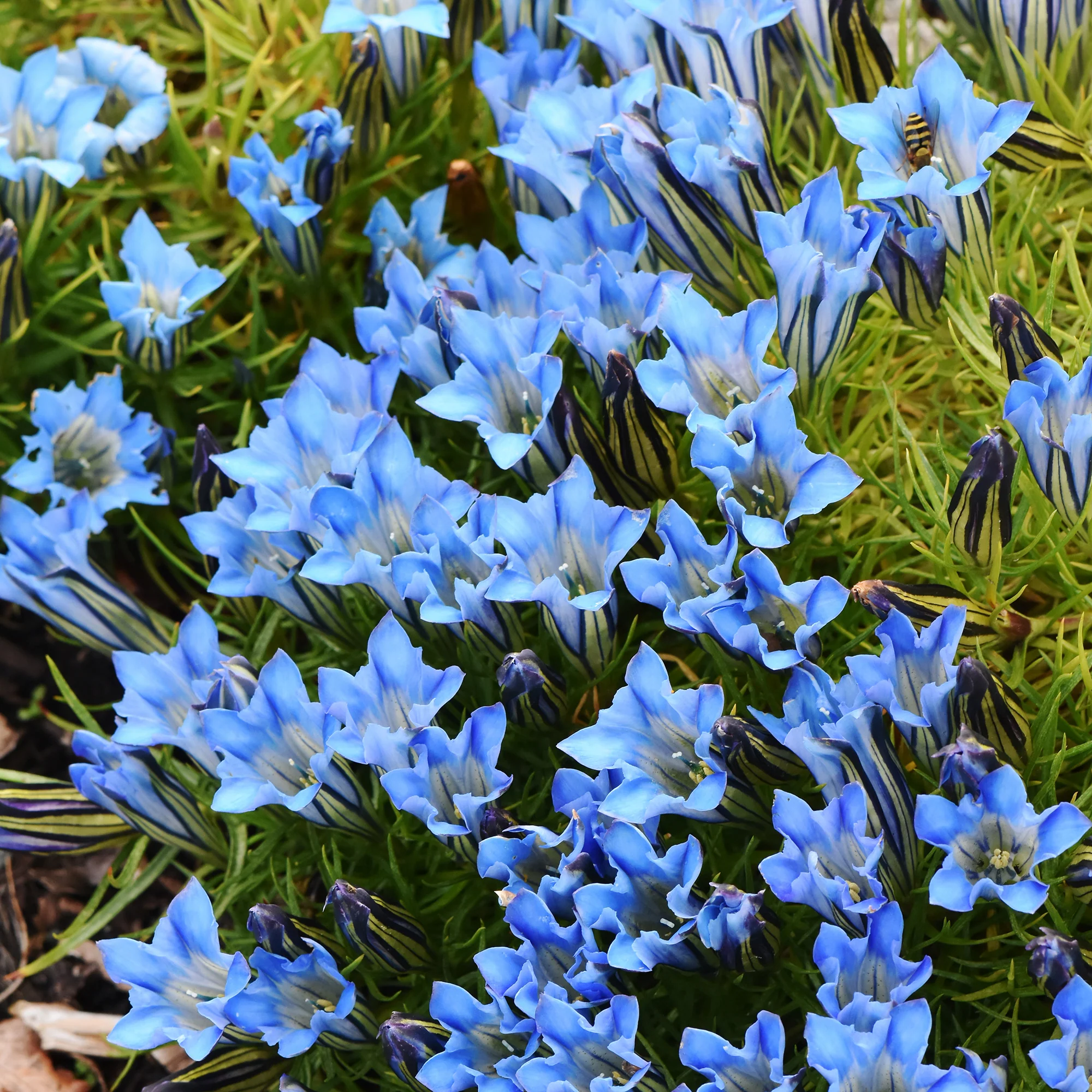 Miniatuur 1