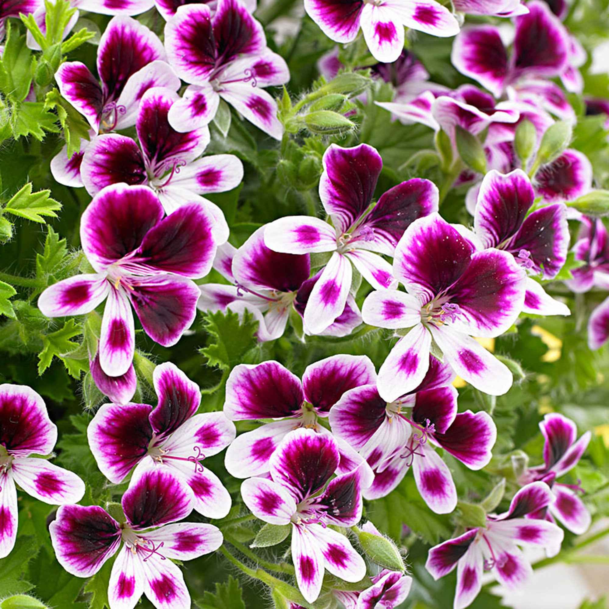 Miniatuur 2