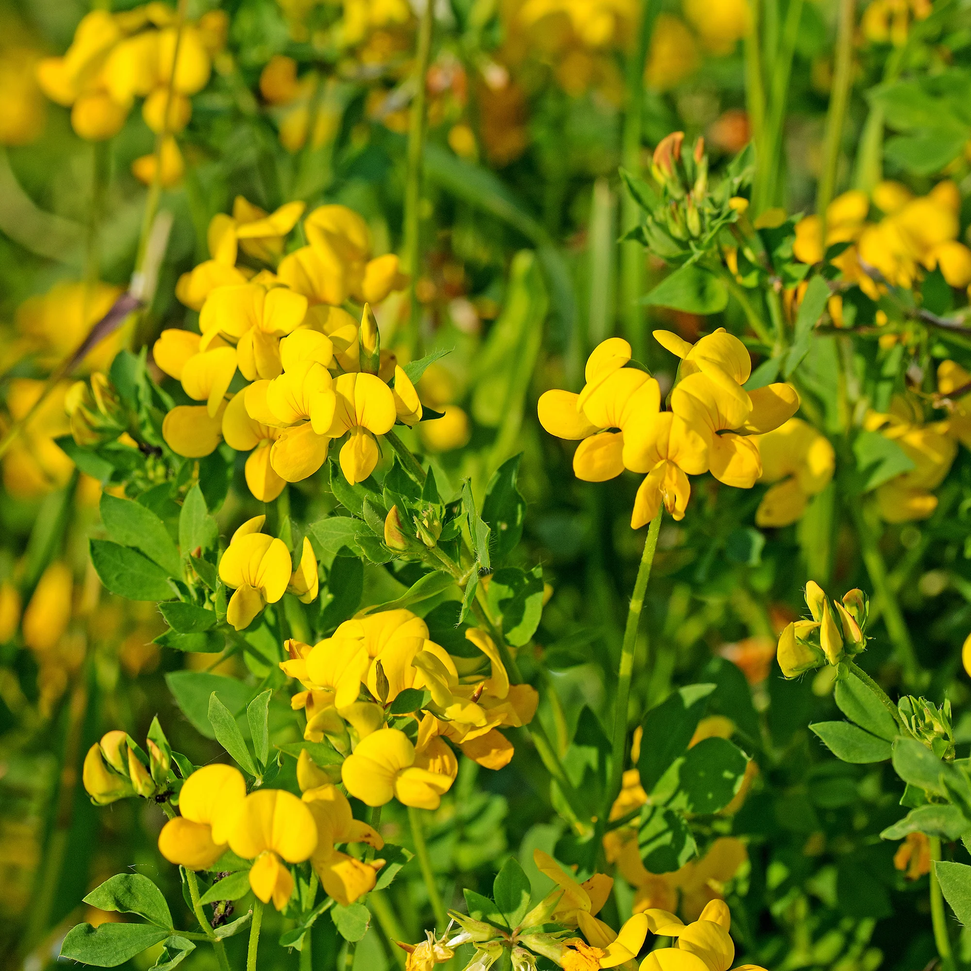 Miniatuur 2