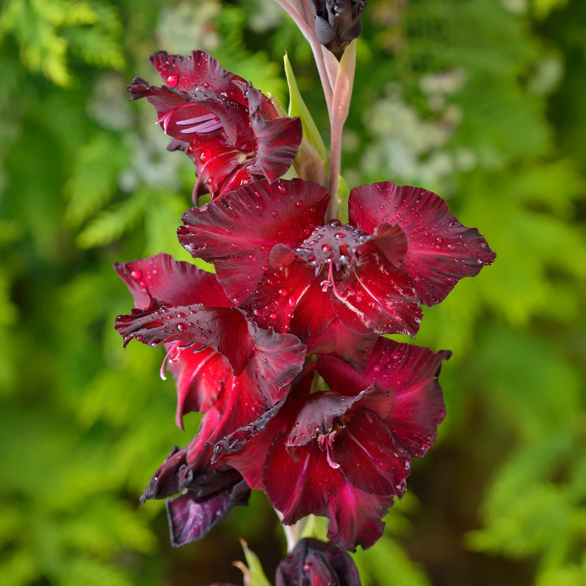 Miniatuur 1
