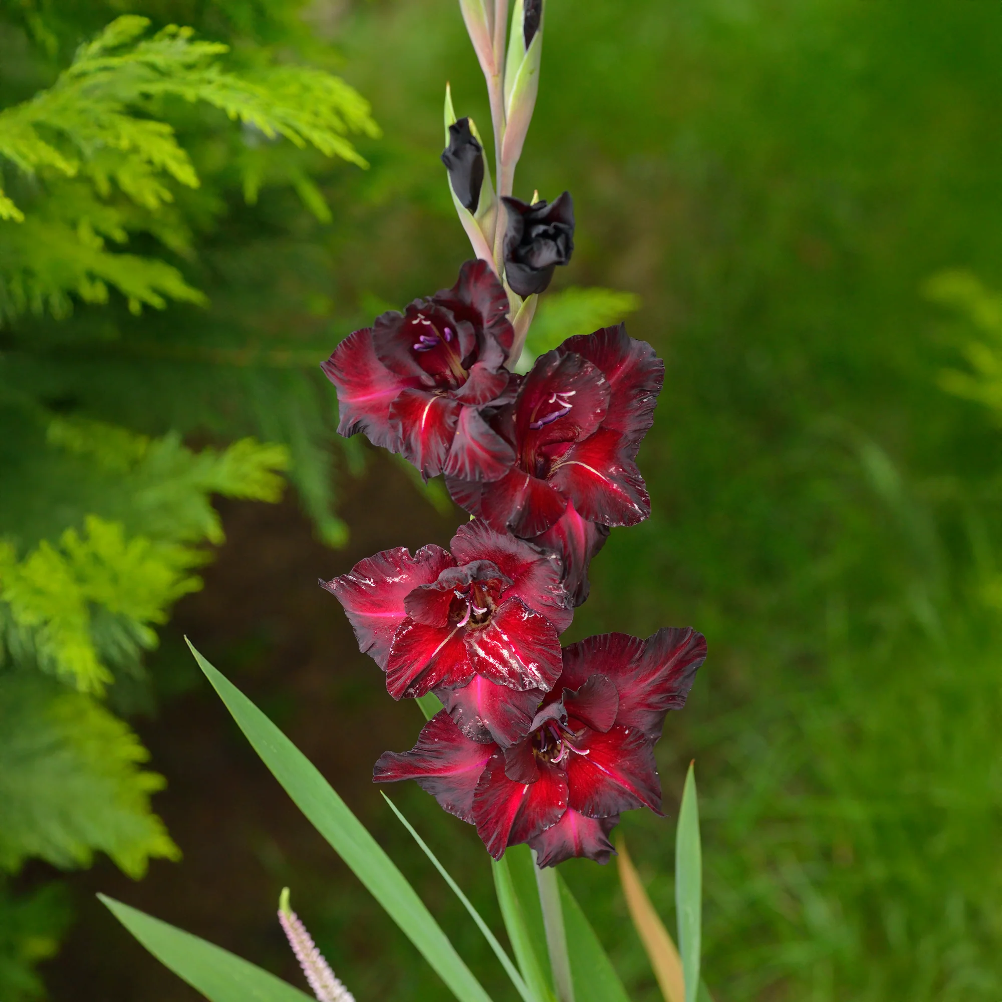 Miniatuur 2